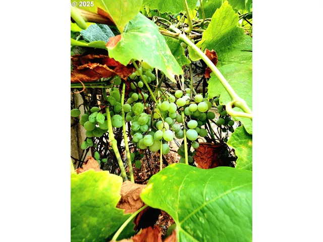 $295,000 | 711 Plin Street, Myrtle Creek, OR 97457