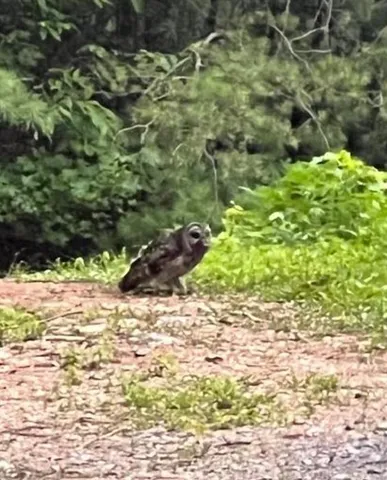 a backyard of a house with a yard and large trees