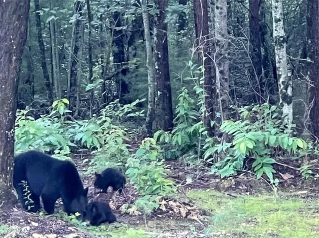 a view of a garden with large trees
