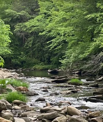 a view of a lush green forest with a tree