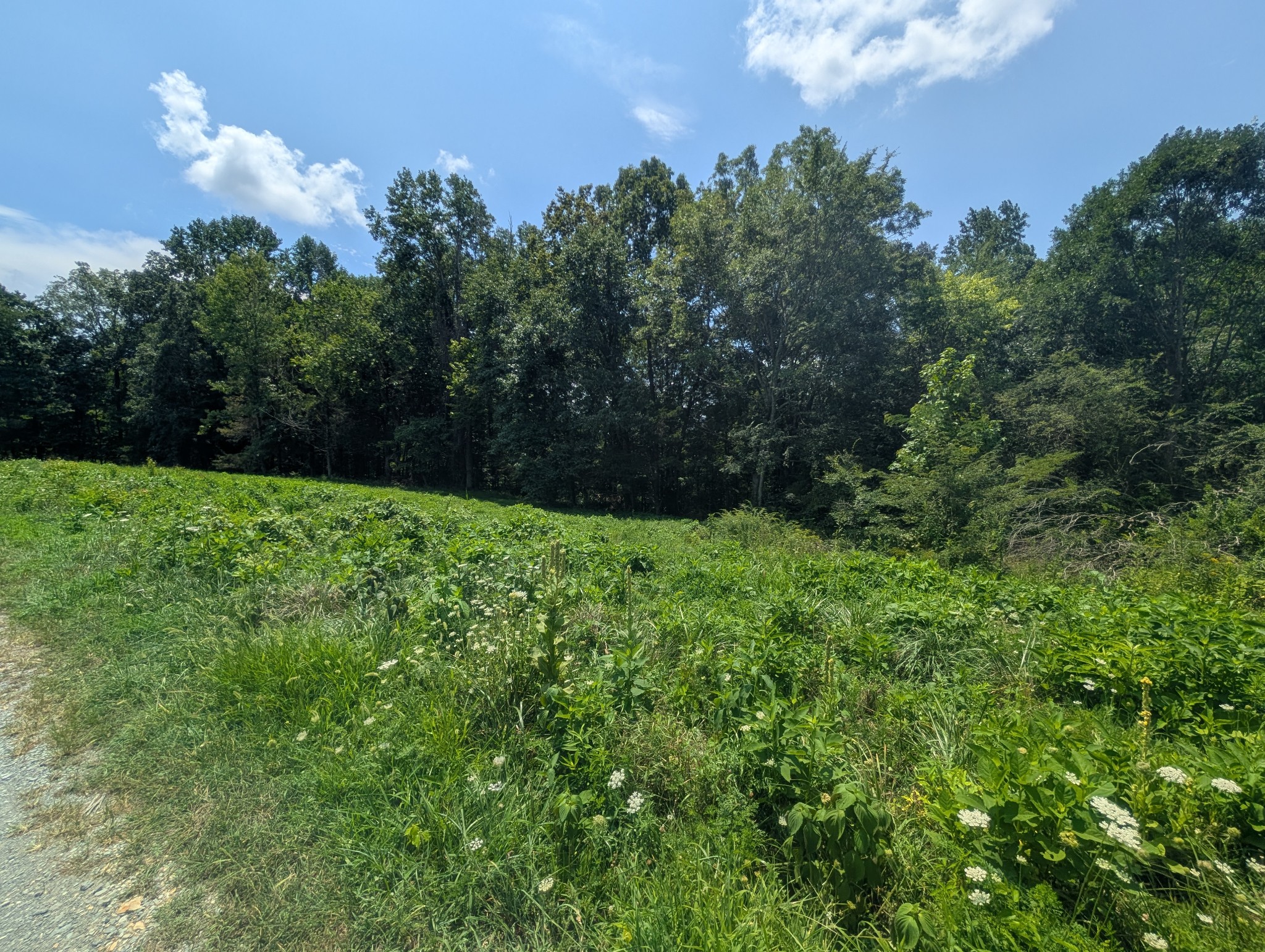 0 Lake Bluff Road Baxter, TN 38544 - Photo 4 of 8 Gallery Image 4