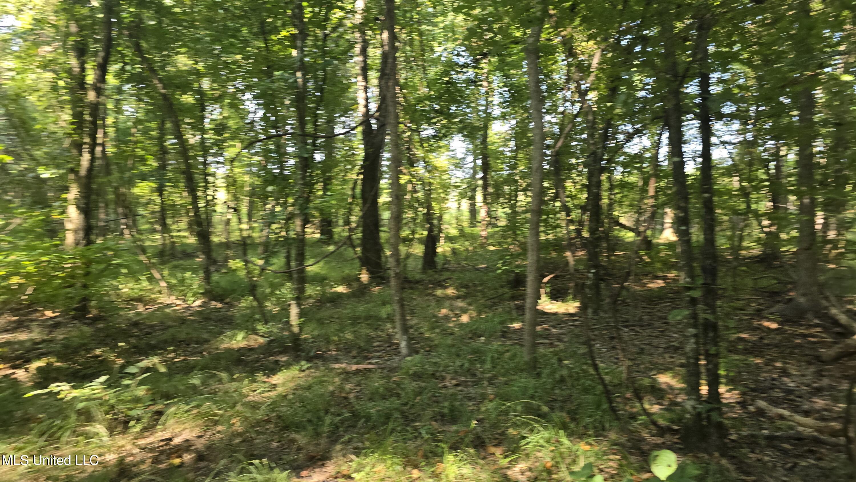 0 Nelson Corner Road Roxie, MS 39661 - Photo 17 of 49 20250915_103713