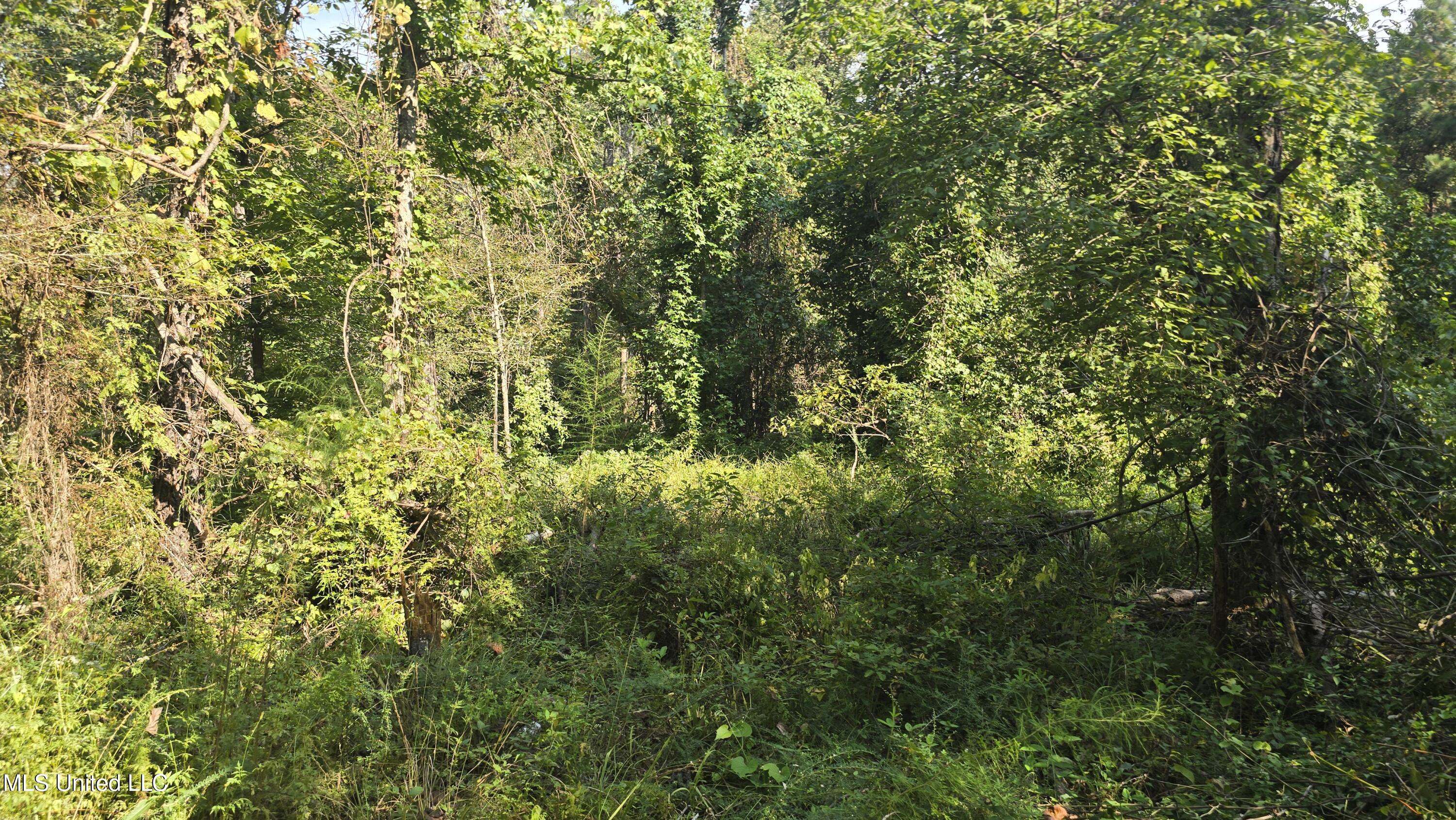 0 Nelson Corner Road Roxie, MS 39661 - Photo 2 of 49 20250915_101654