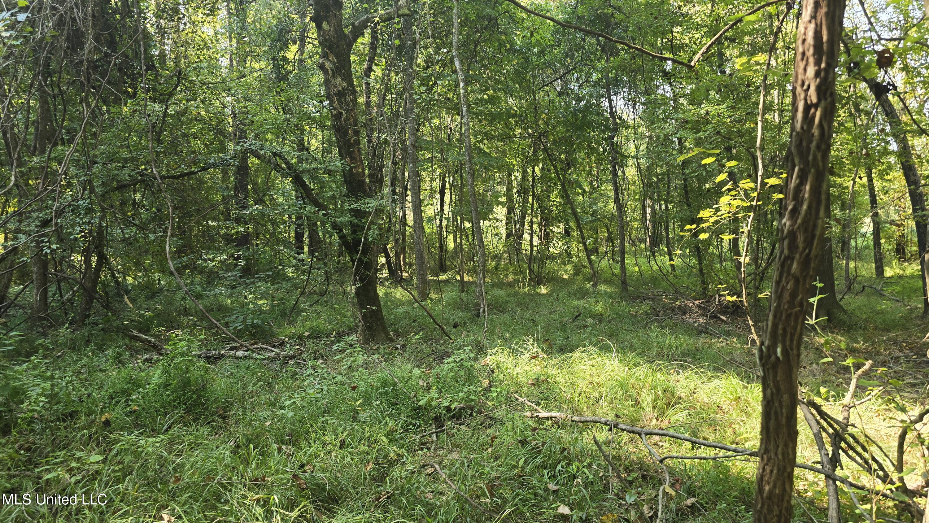 0 Nelson Corner Road Roxie, MS 39661 - Photo 21 of 49 20250915_104308