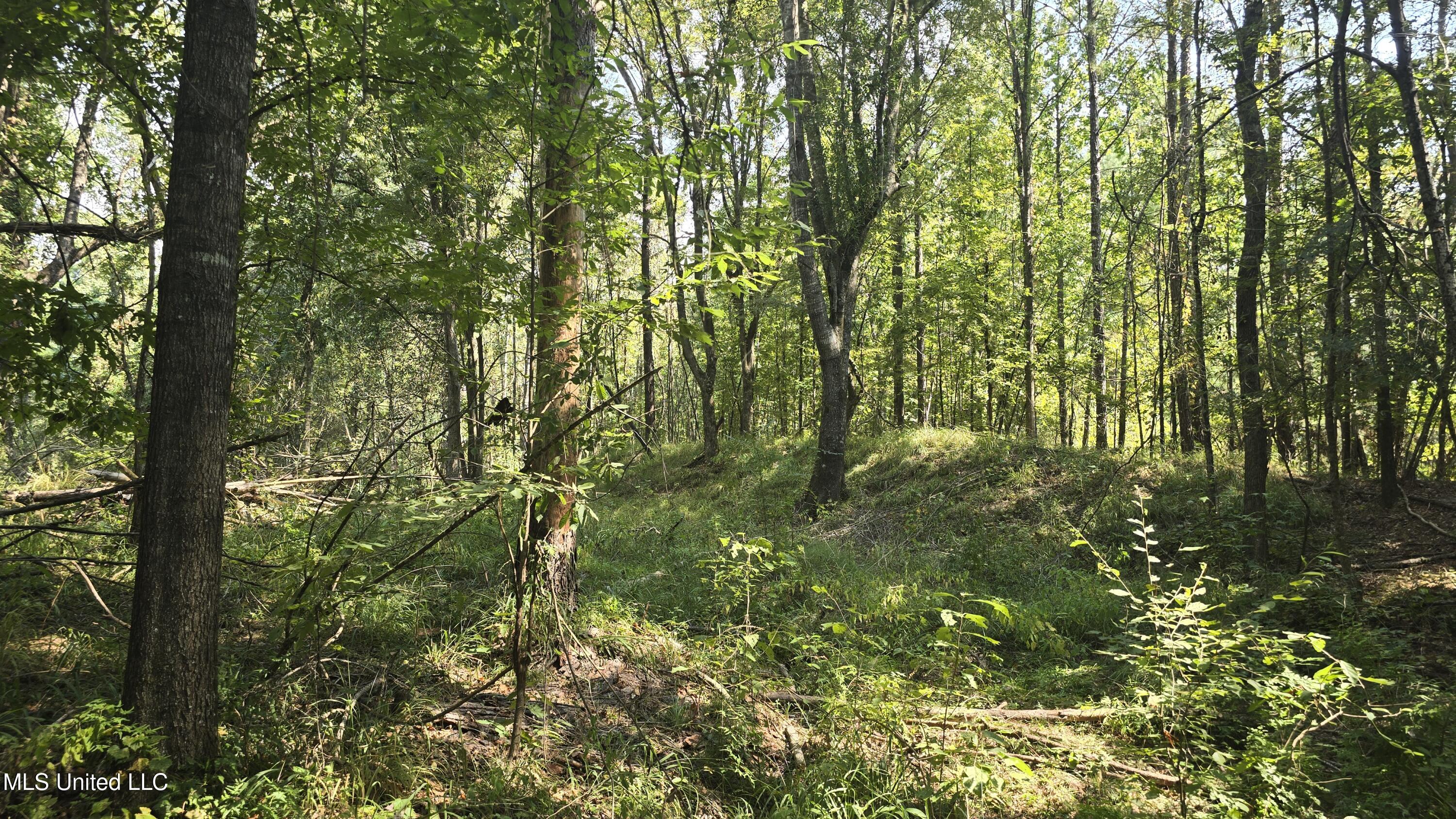 0 Nelson Corner Road Roxie, MS 39661 - Photo 26 of 49 20250915_110644