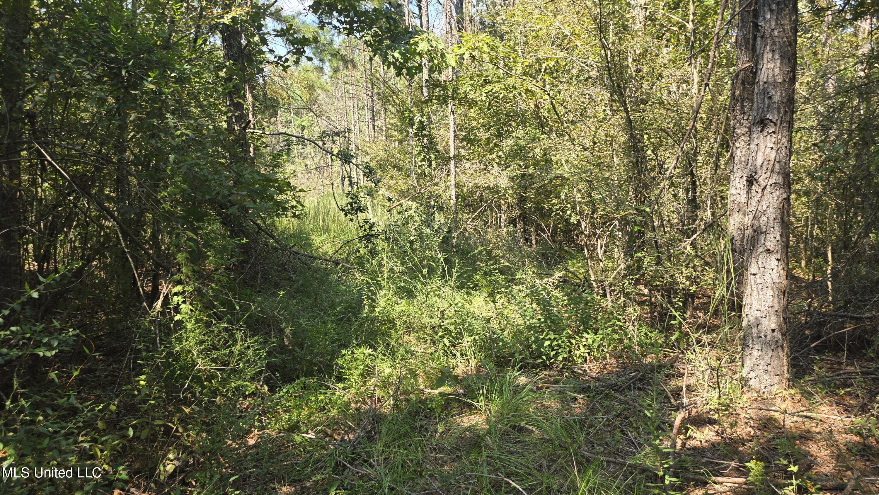 0 Nelson Corner Road Roxie, MS 39661 - Photo 27 of 49 20250915_115110