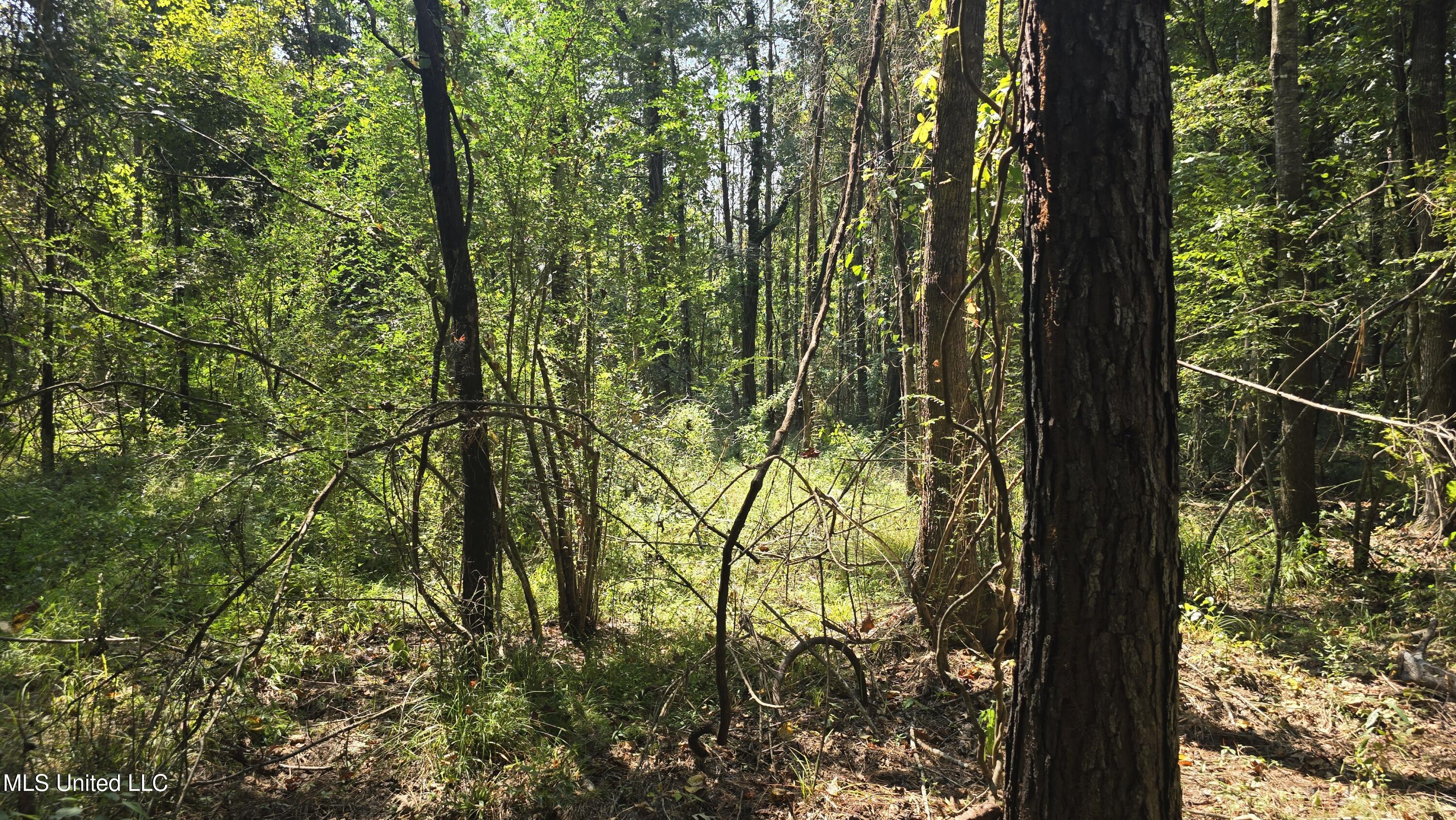 0 Nelson Corner Road Roxie, MS 39661 - Photo 28 of 49 20250915_115338