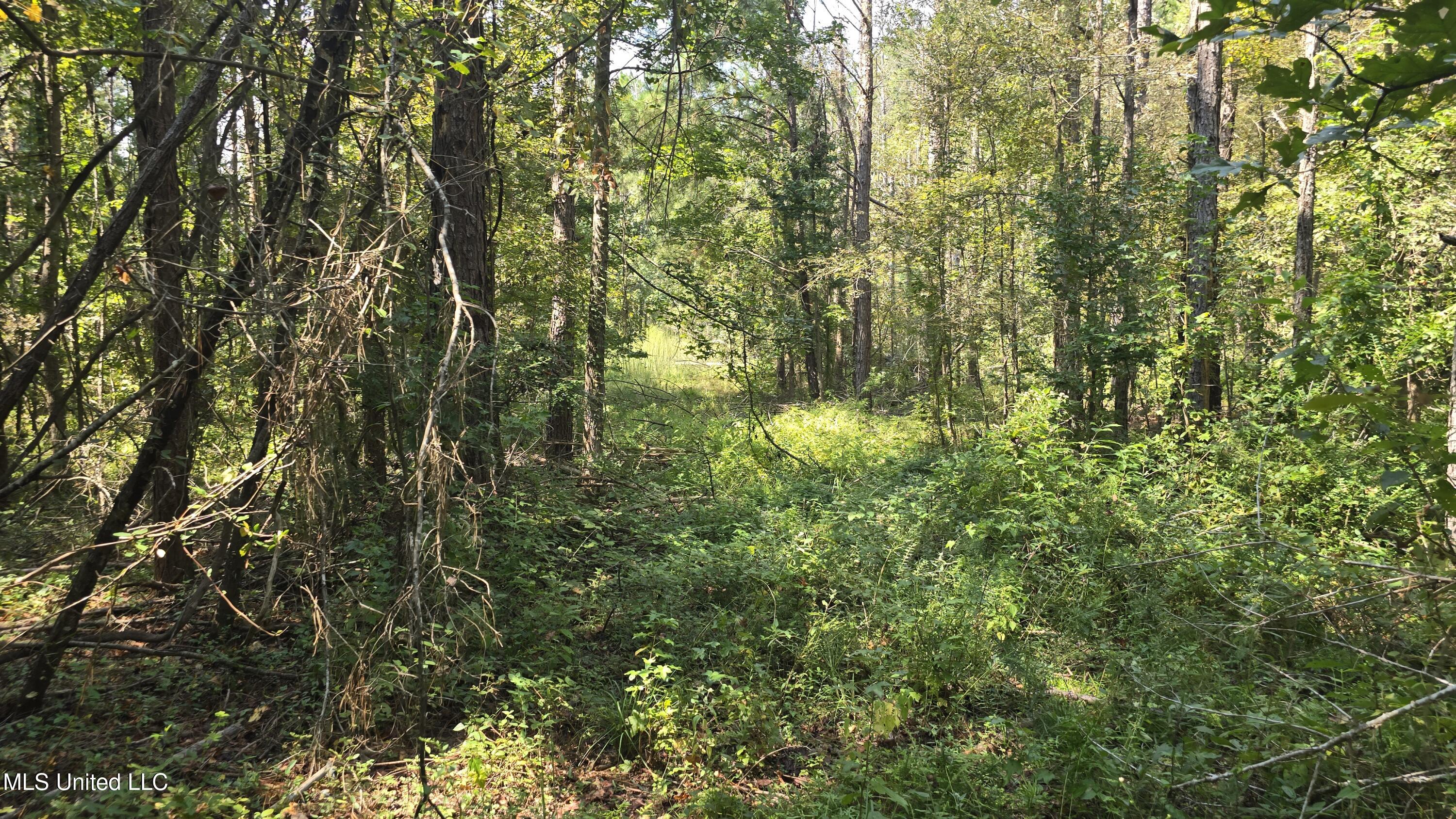 0 Nelson Corner Road Roxie, MS 39661 - Photo 30 of 49 20250915_115428