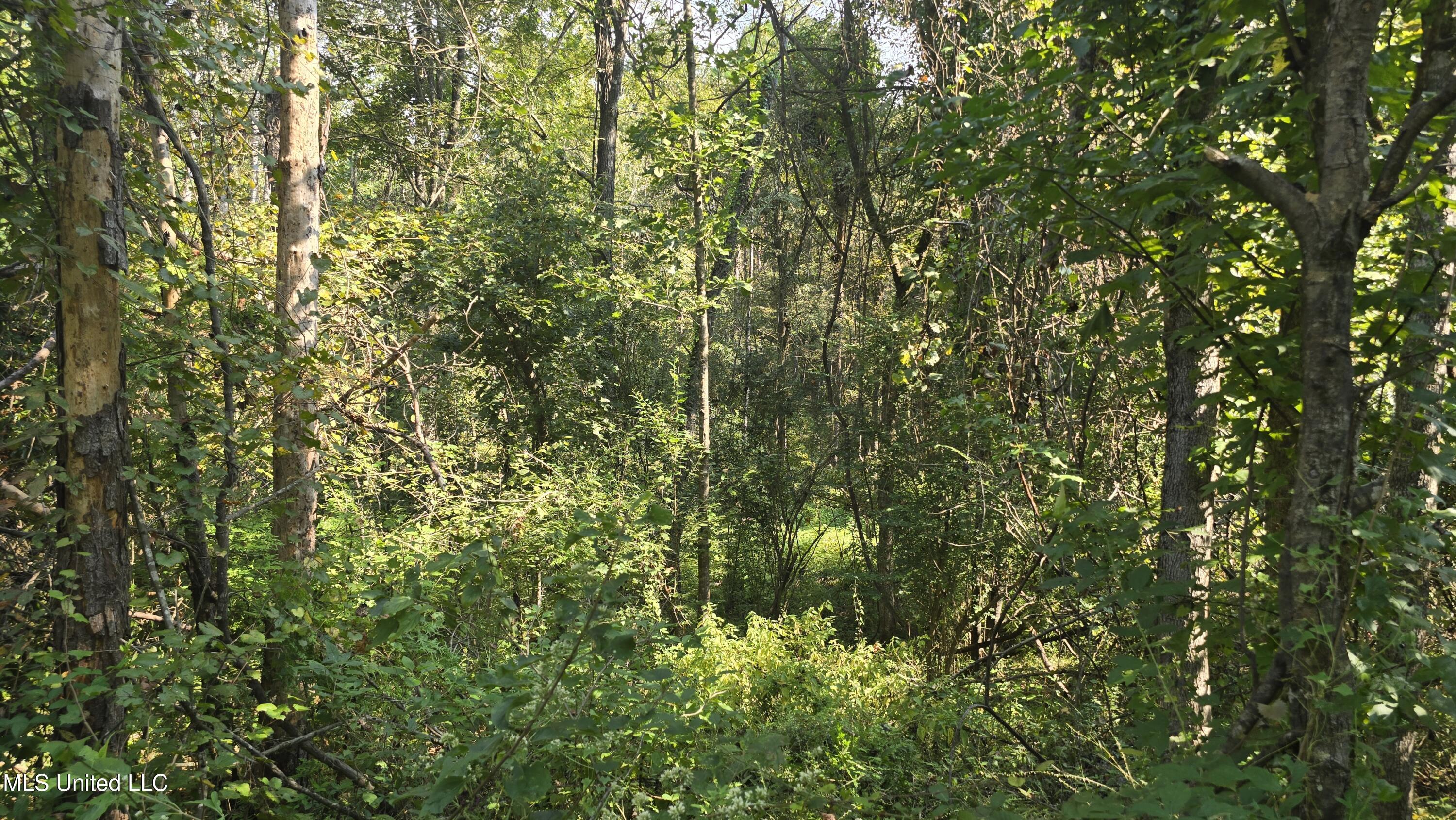0 Nelson Corner Road Roxie, MS 39661 - Photo 3 of 49 20250915_101748