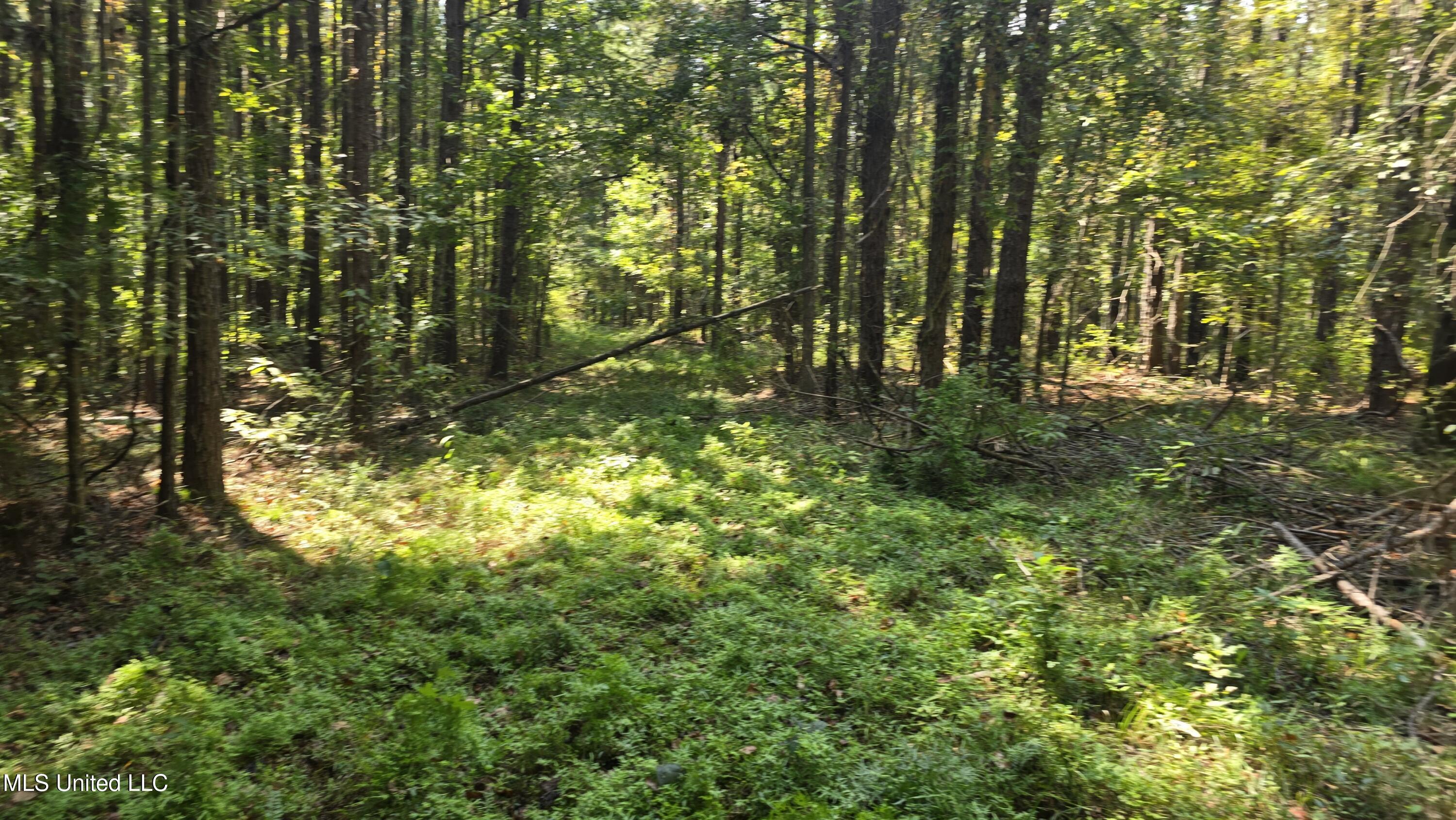 0 Nelson Corner Road Roxie, MS 39661 - Photo 32 of 49 20250915_120118