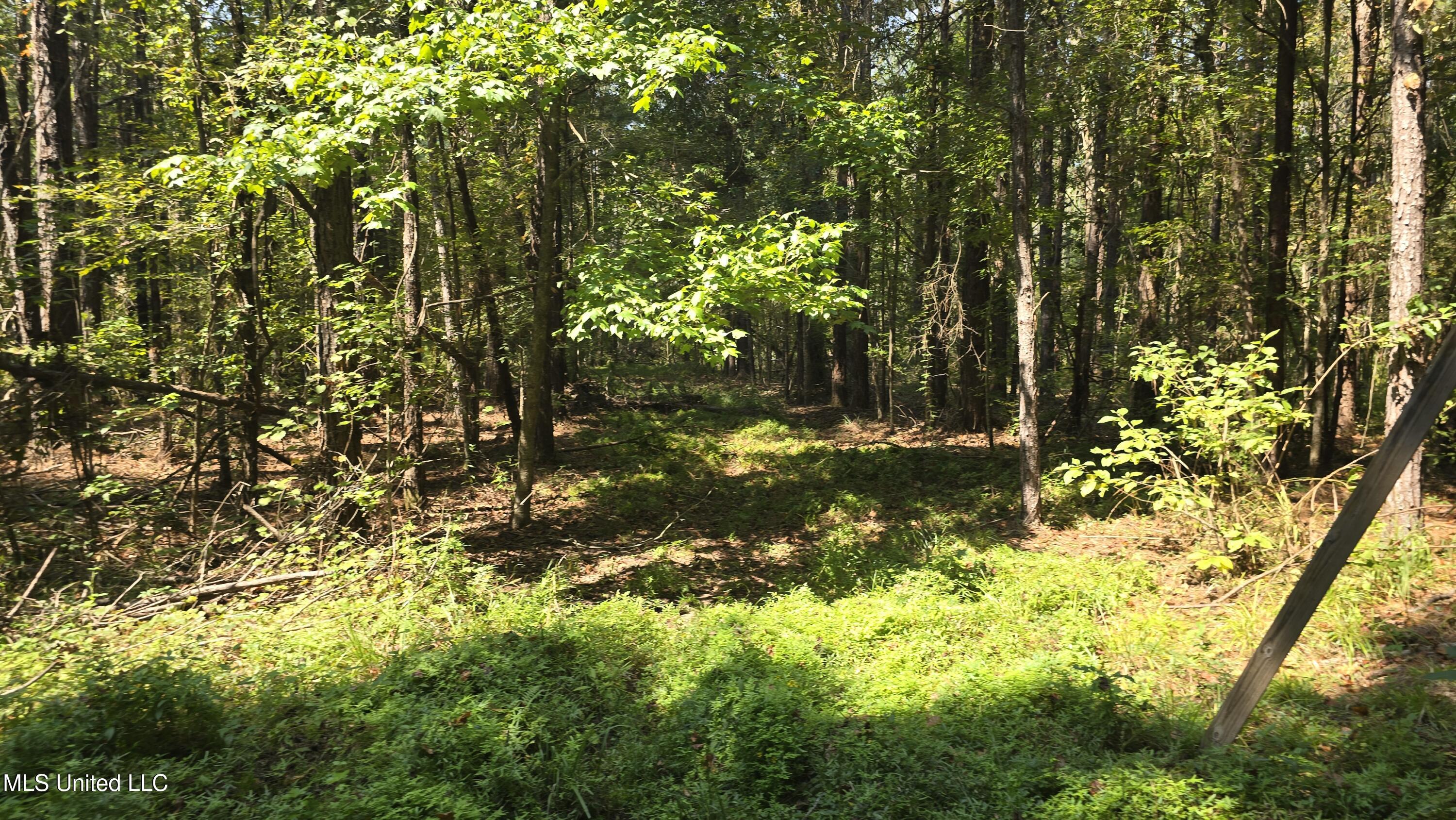 0 Nelson Corner Road Roxie, MS 39661 - Photo 33 of 49 20250915_120120