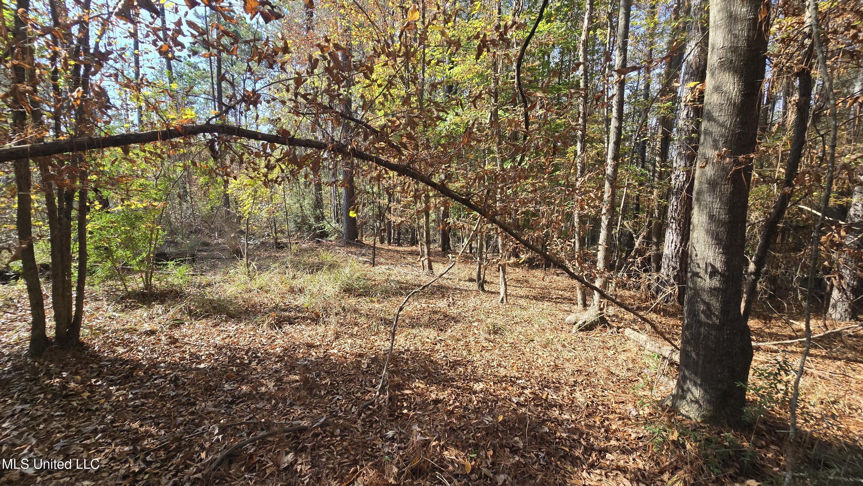 0 Nelson Corner Road Roxie, MS 39661 - Photo 36 of 49 20251124_125018