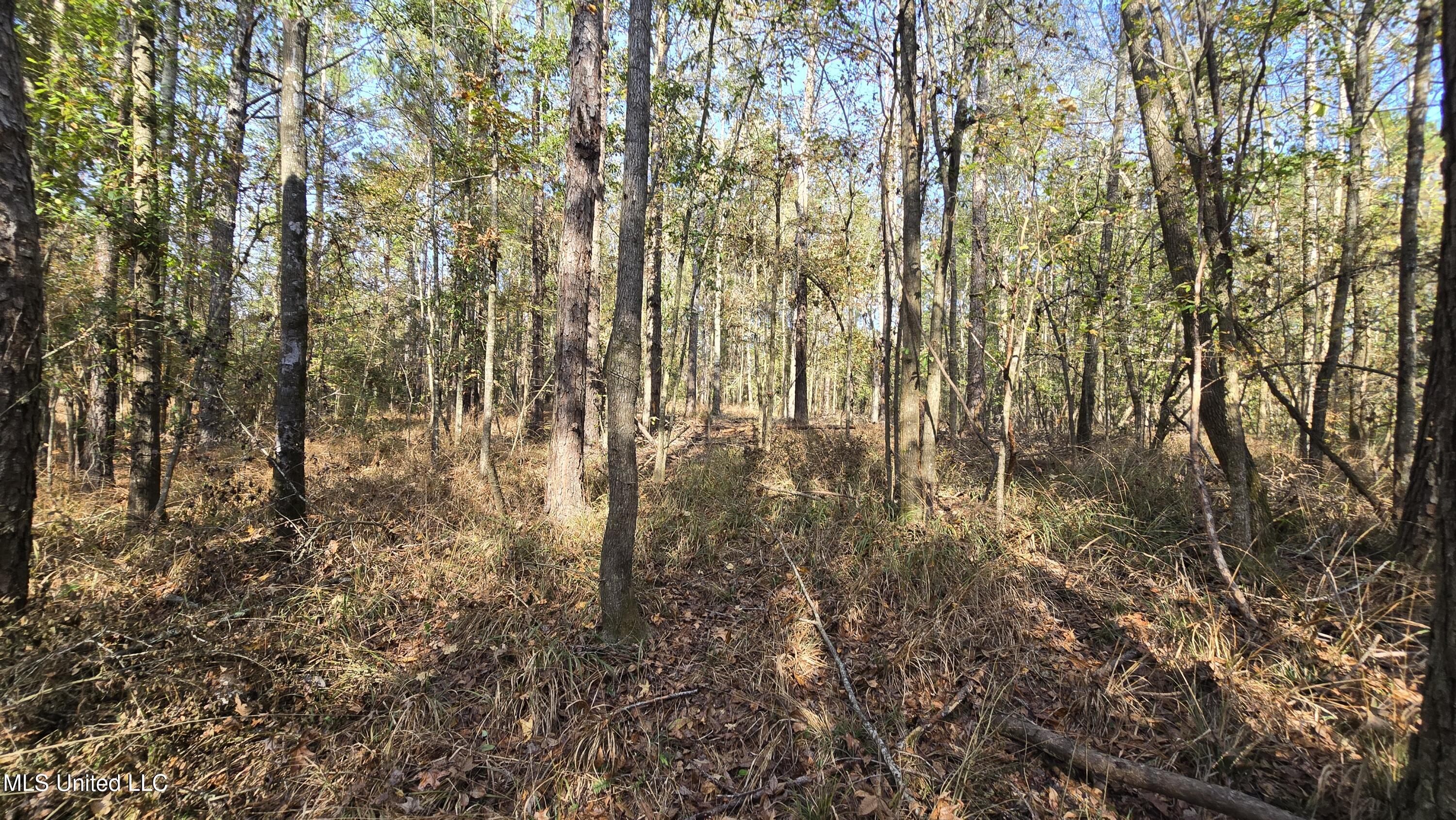 0 Nelson Corner Road Roxie, MS 39661 - Photo 39 of 49 20251124_125334