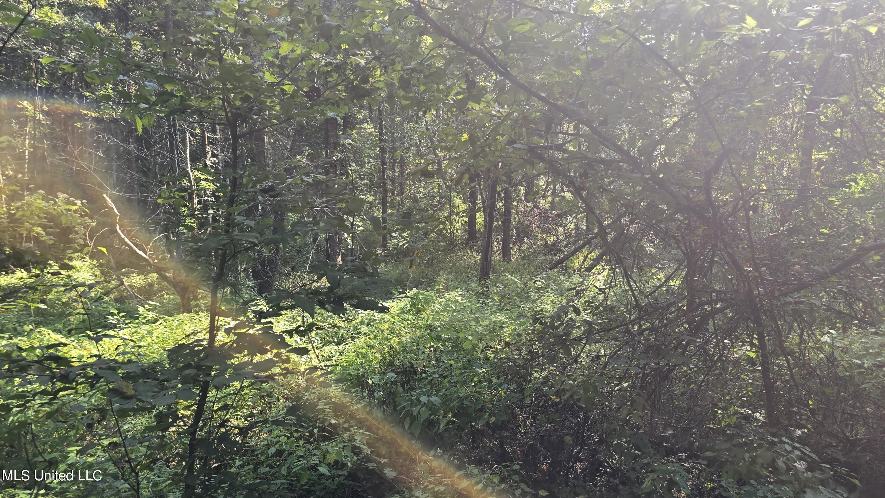 0 Nelson Corner Road Roxie, MS 39661 - Photo 4 of 49 20250915_101848