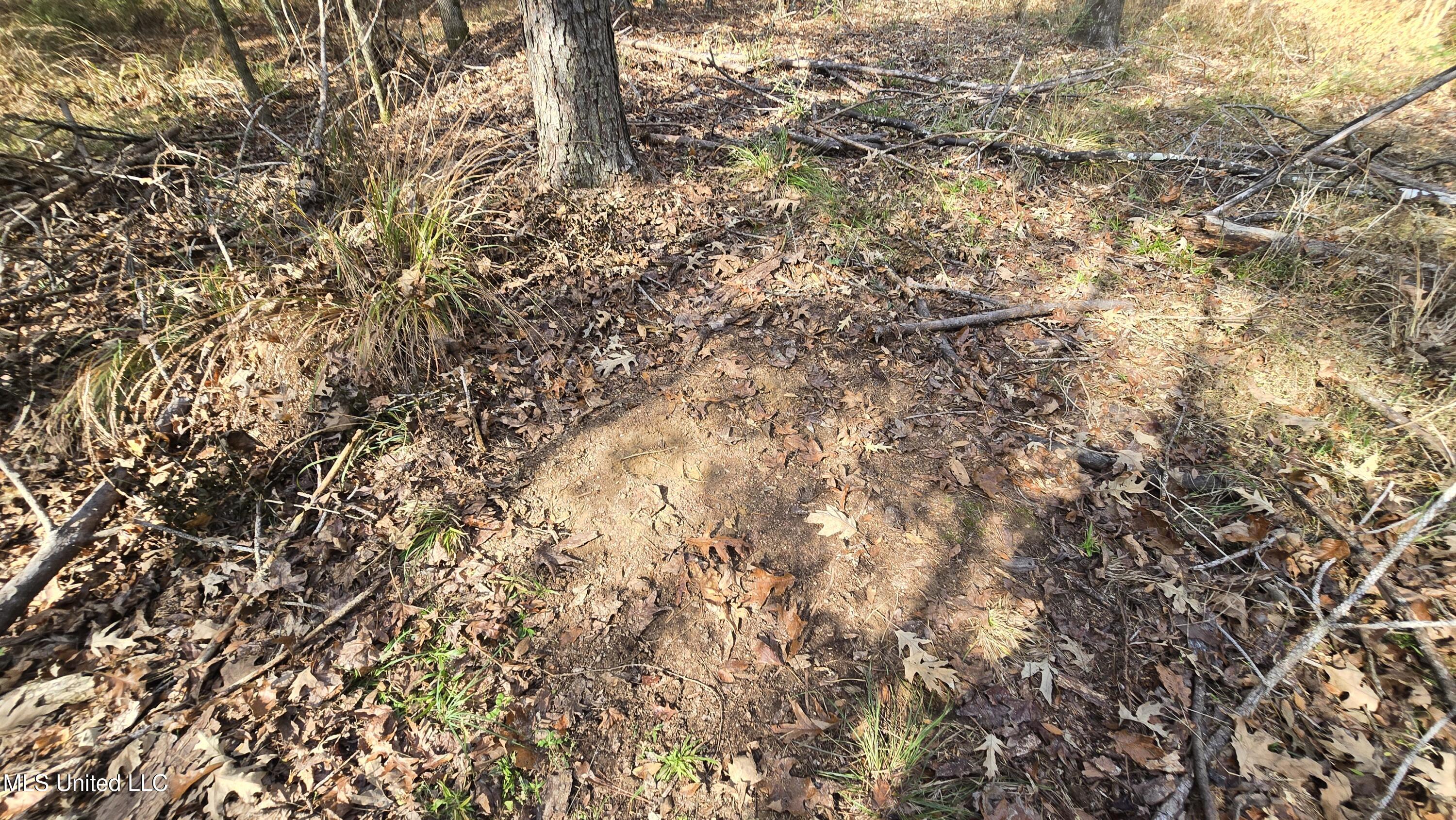 0 Nelson Corner Road Roxie, MS 39661 - Photo 41 of 49 20251124_125407