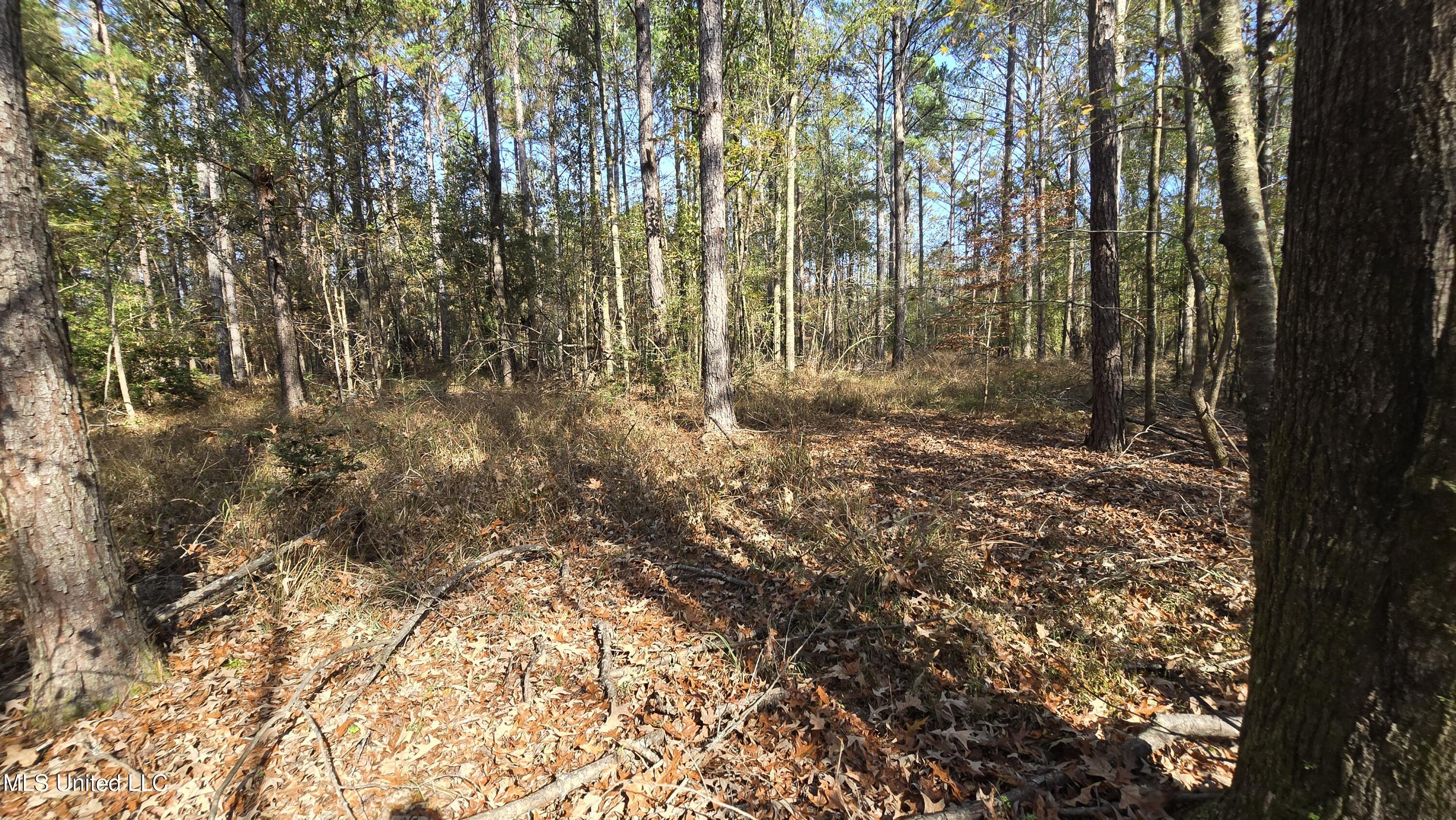 0 Nelson Corner Road Roxie, MS 39661 - Photo 42 of 49 20251124_125509