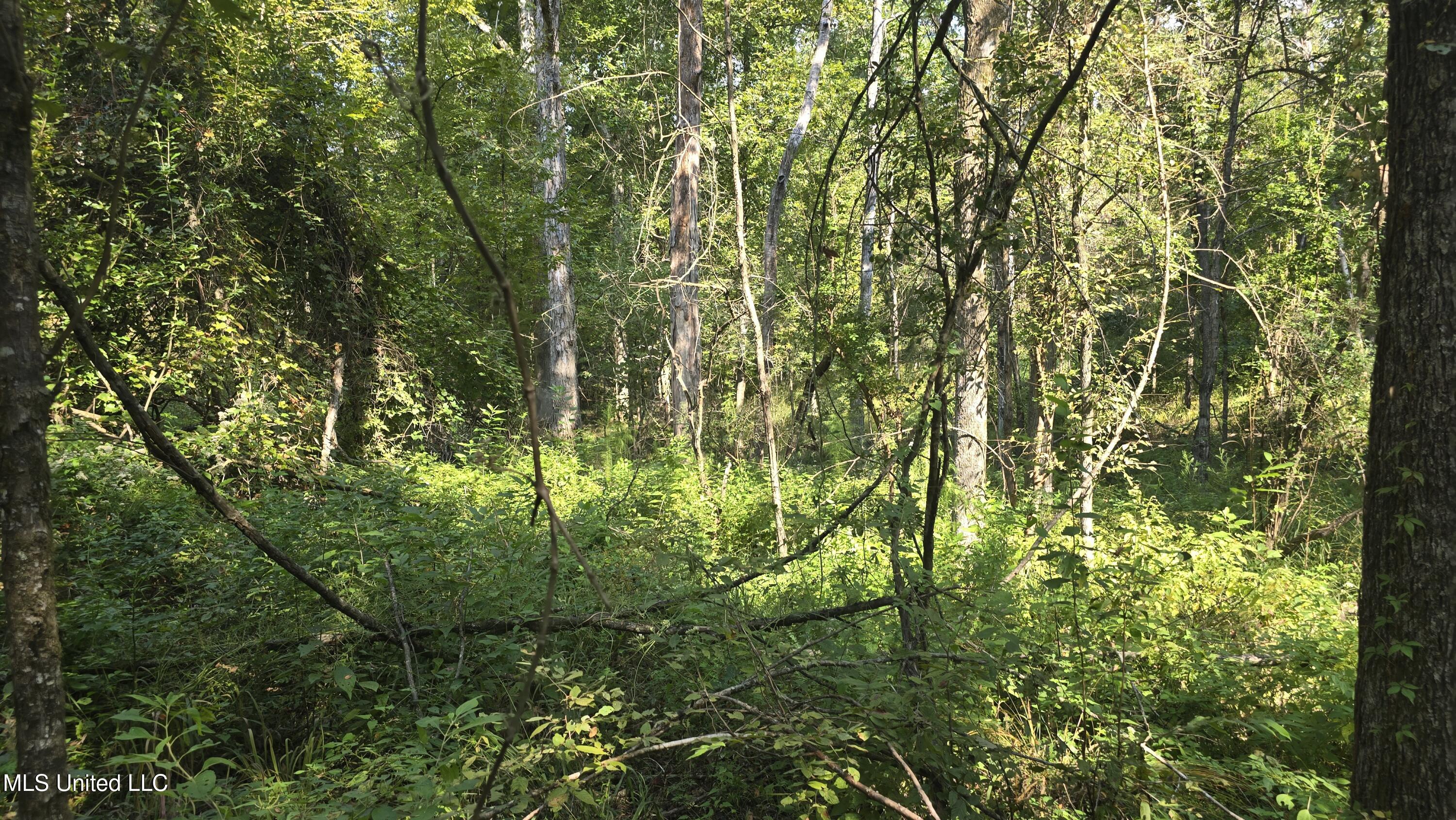 0 Nelson Corner Road Roxie, MS 39661 - Photo 5 of 49 20250915_101849