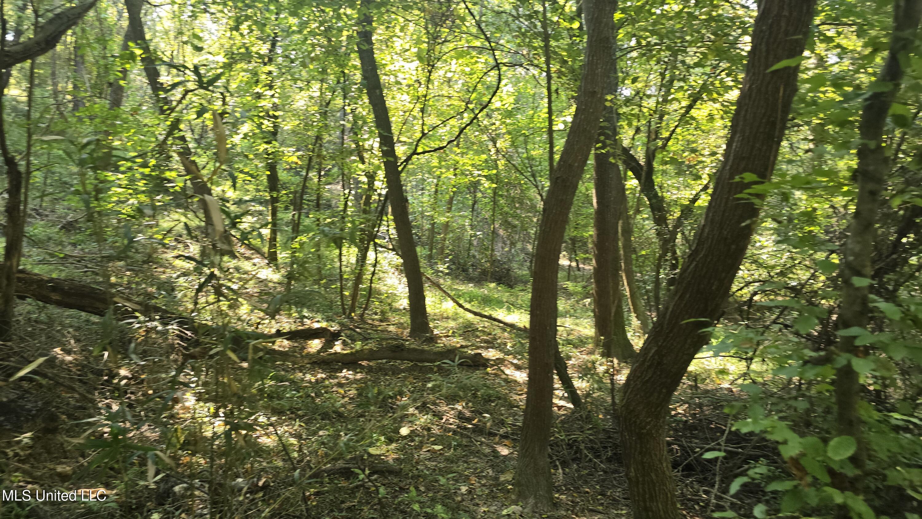 0 Nelson Corner Road Roxie, MS 39661 - Photo 6 of 49 20250915_103213