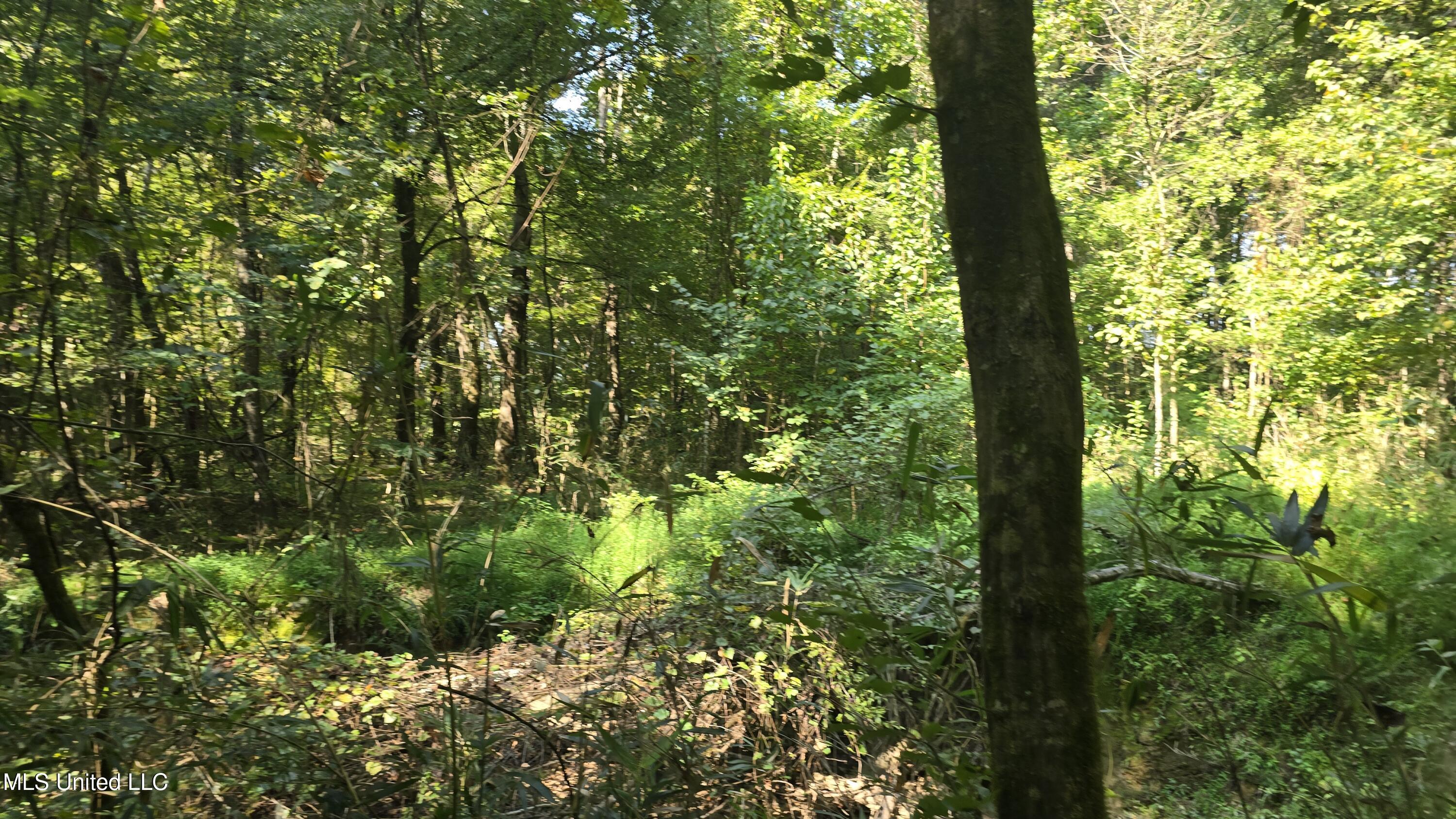 0 Nelson Corner Road Roxie, MS 39661 - Photo 7 of 49 20250915_103215