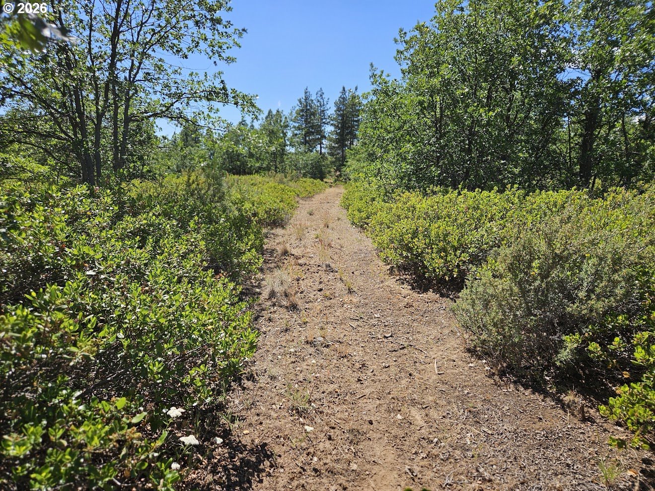 67 Timber Lane Roosevelt, WA 99356 - Photo 16 of 37 a view of a pathway with a tree