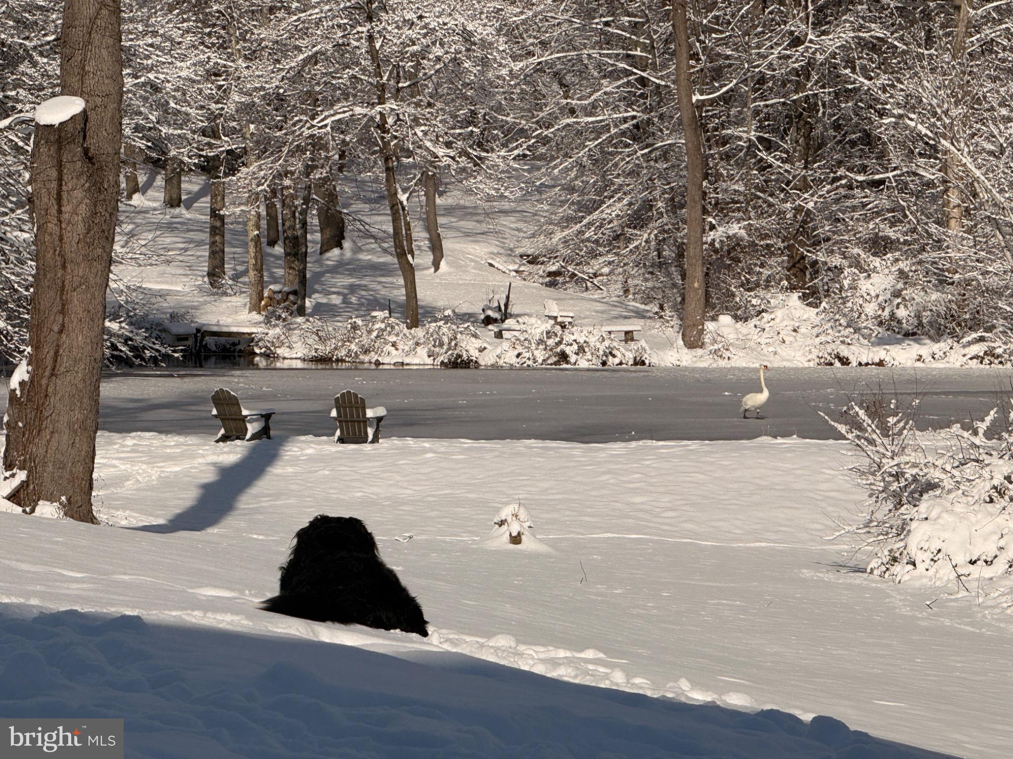 3050 Aquetong Road New Hope, PA 18938 - Photo 64 of 64 Winter's tranquility by the pond.