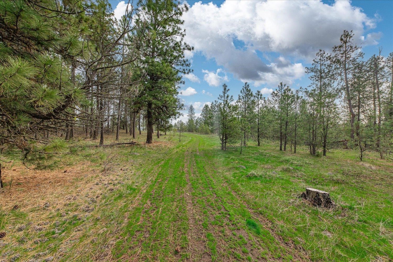 15806 South Stentz Road Spangle, WA 99031 - Photo 6 of 33