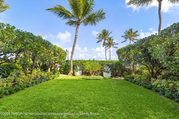 a view of a palm trees