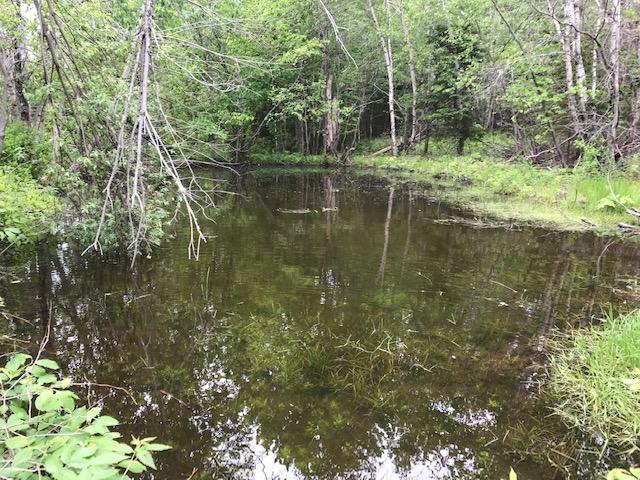 145 Johnson Road Perry, ME 04667 - Photo 9 of 62 One of two ponds