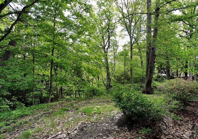 a green field with lots of trees
