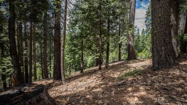 a view of a forest with trees in the background
