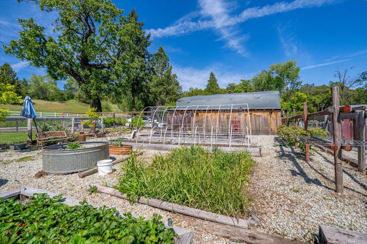 6057 Wilson Hill Road Manton, CA 96059 - Photo 46 of 63 Asparagus, table grapes, and raspberries