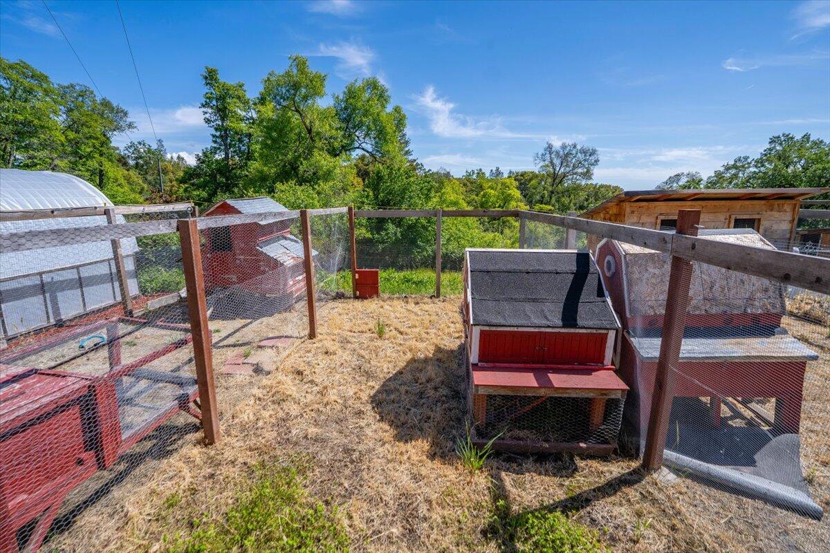 6057 Wilson Hill Road Manton, CA 96059 - Photo 50 of 63 Happy chickens