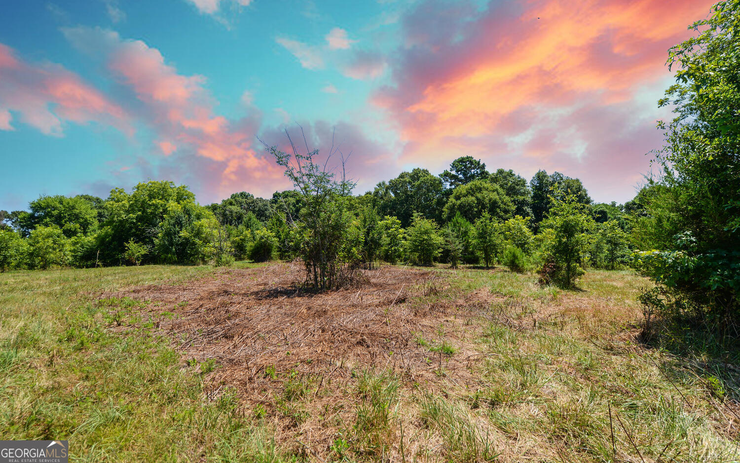 3439-tract 4 Providence Church Road Hartwell, GA 30643 - Photo 14 of 15 a view of a yard with plants and a trees