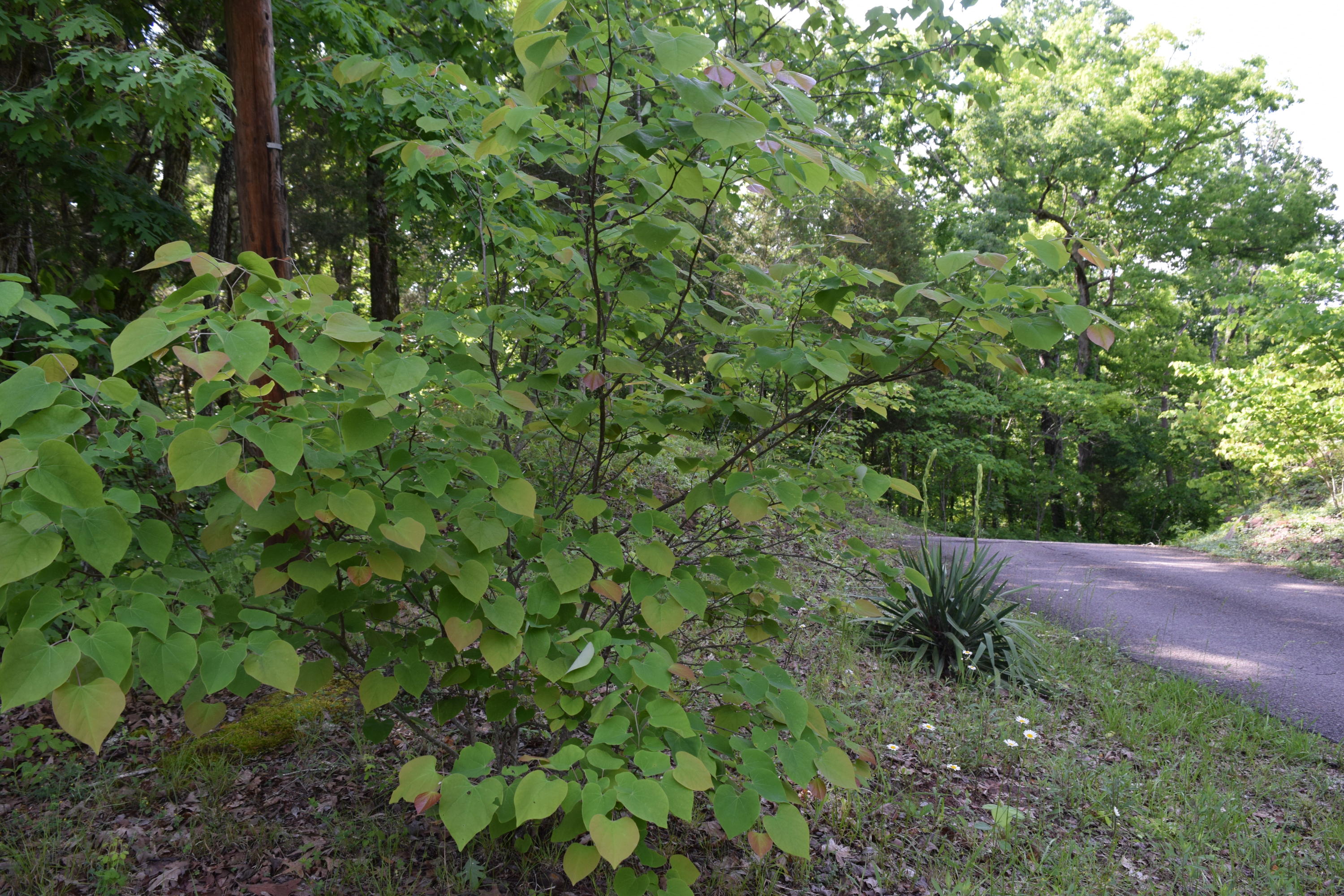 Hopewell Road Knoxville, TN 37920 - Photo 12 of 13 DSC_0024