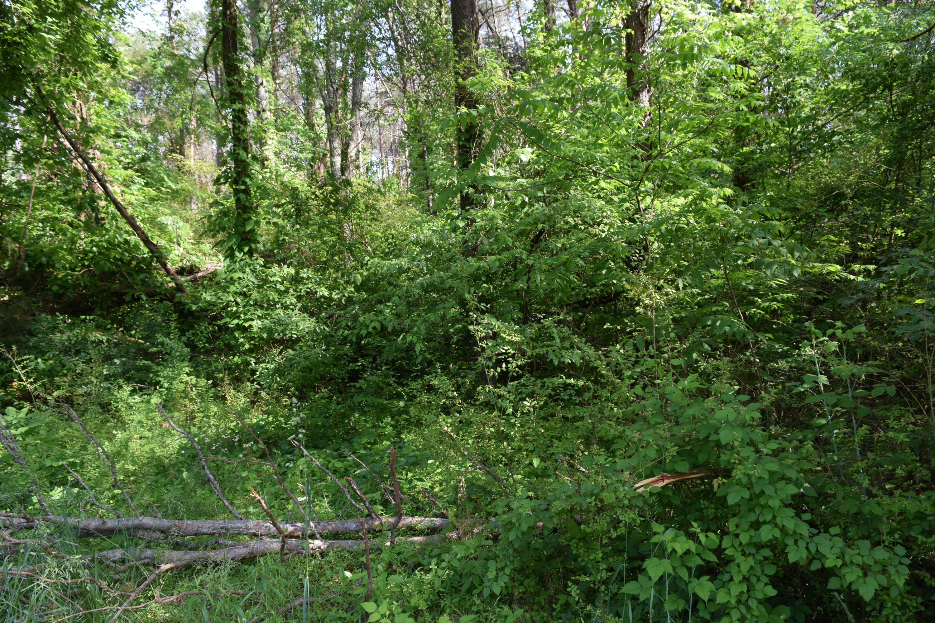 Hopewell Road Knoxville, TN 37920 - Photo 3 of 13 DSC_0015