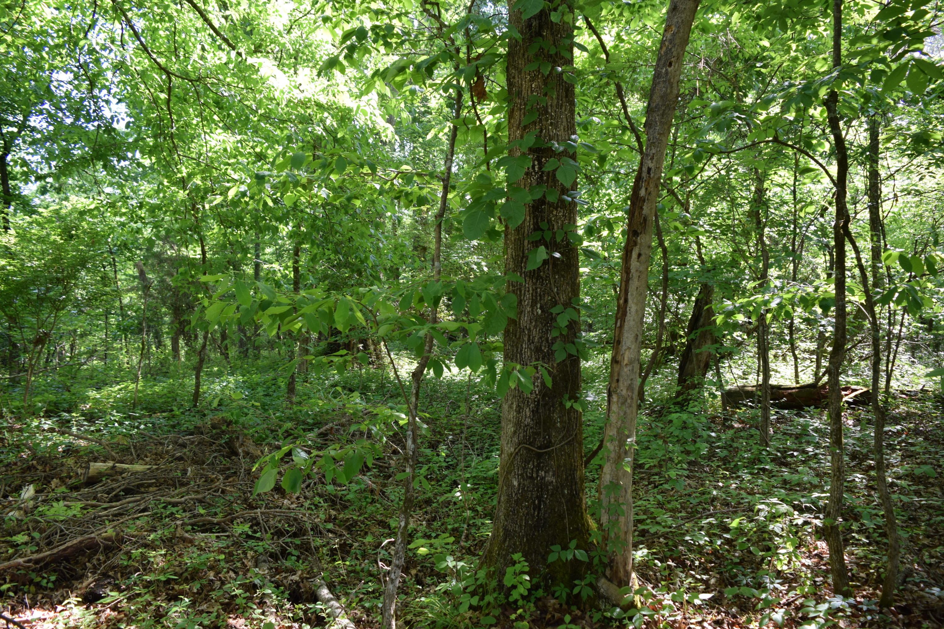 Hopewell Road Knoxville, TN 37920 - Photo 5 of 13 DSC_0017 - Copy