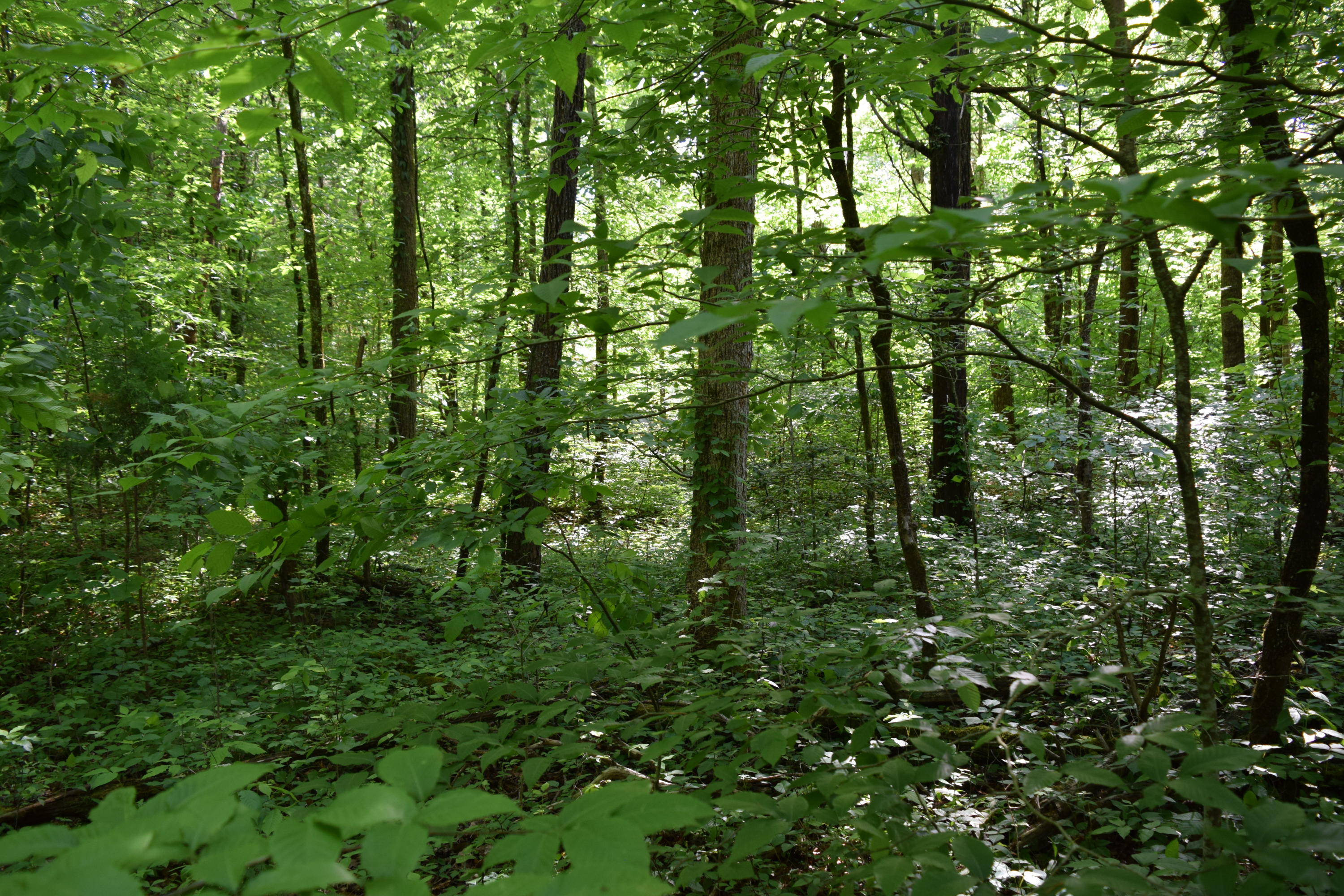 Hopewell Road Knoxville, TN 37920 - Photo 6 of 13 DSC_0018