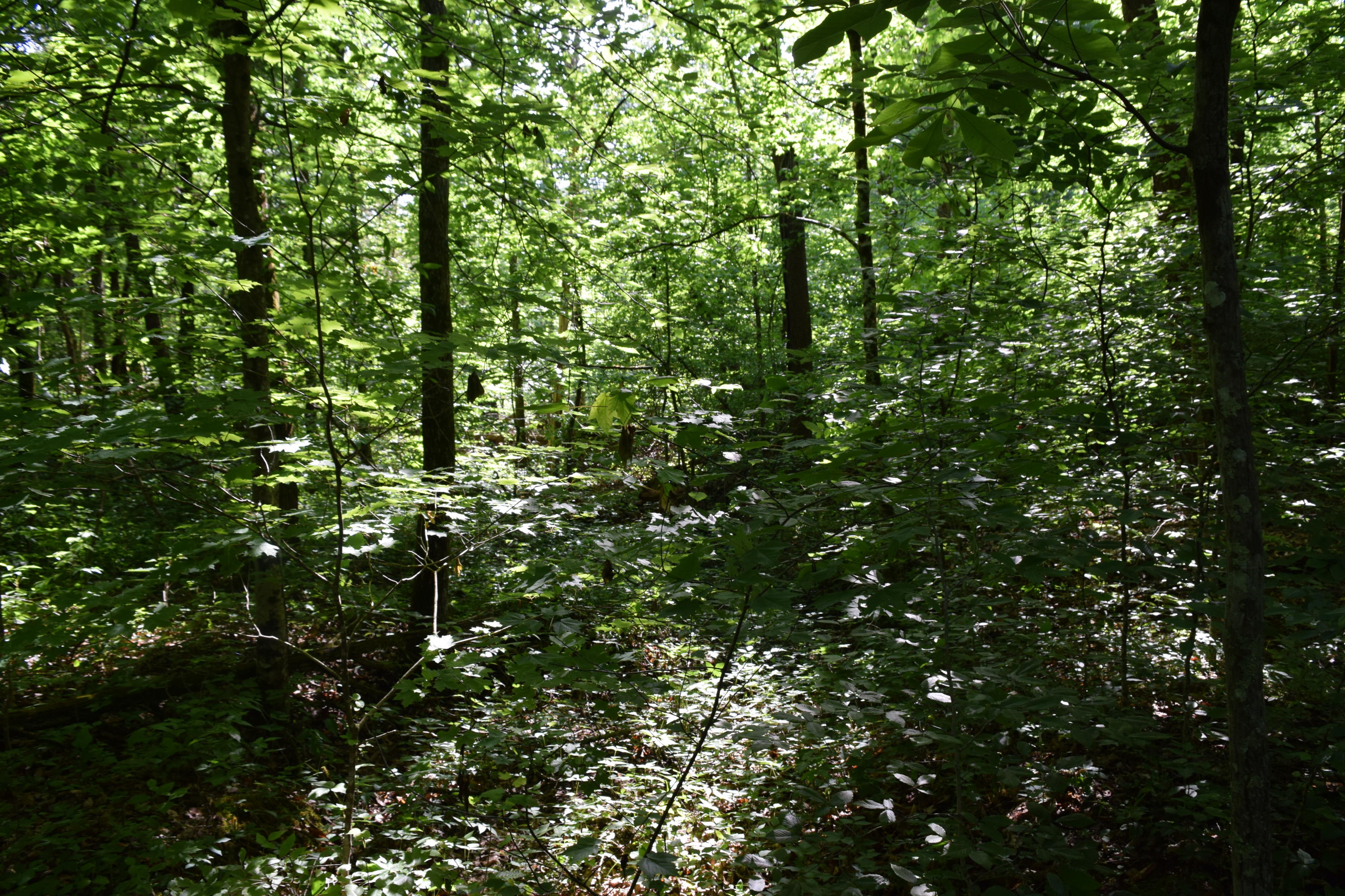 Hopewell Road Knoxville, TN 37920 - Photo 7 of 13 DSC_0019
