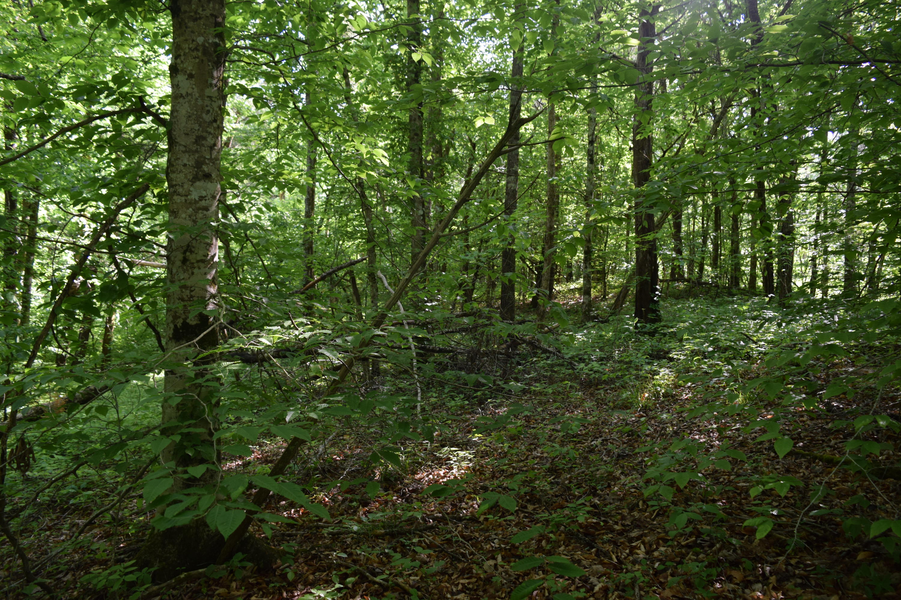 Hopewell Road Knoxville, TN 37920 - Photo 8 of 13 DSC_0020