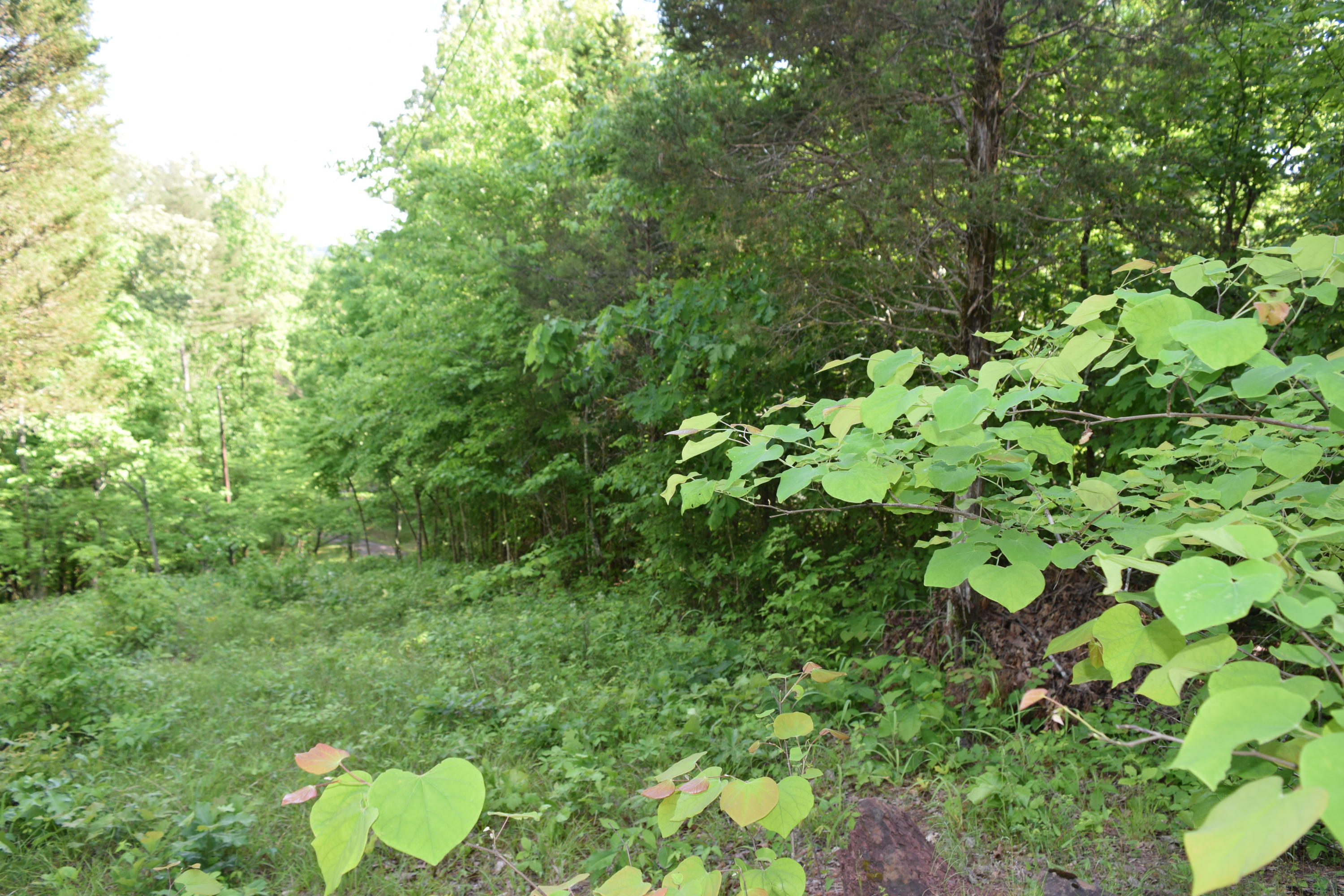 Hopewell Road Knoxville, TN 37920 - Photo 10 of 13 DSC_0022