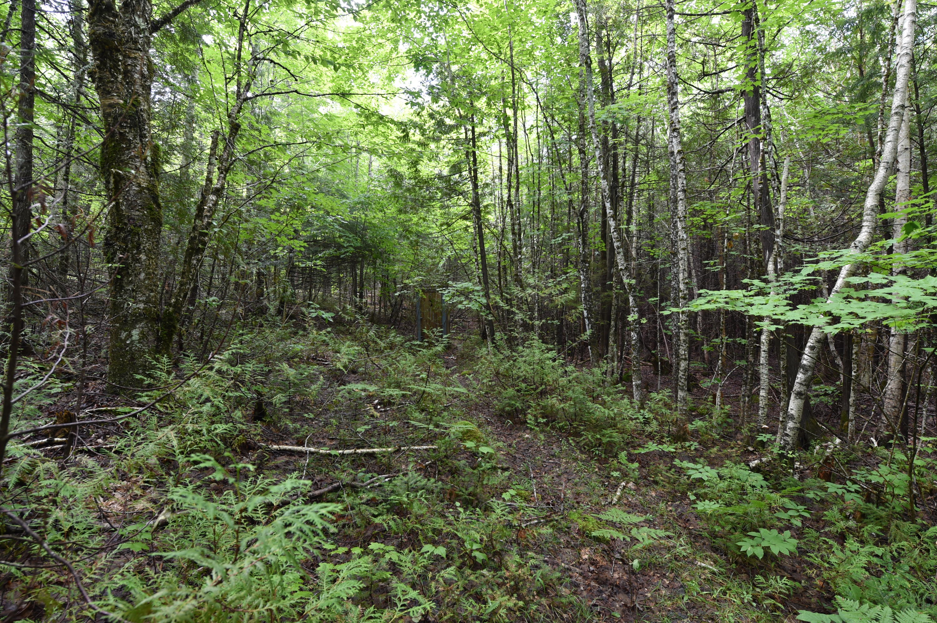 M5-l46 Mill Hill Road Springfield, ME 04487 - Photo 28 of 34 DSC_2351