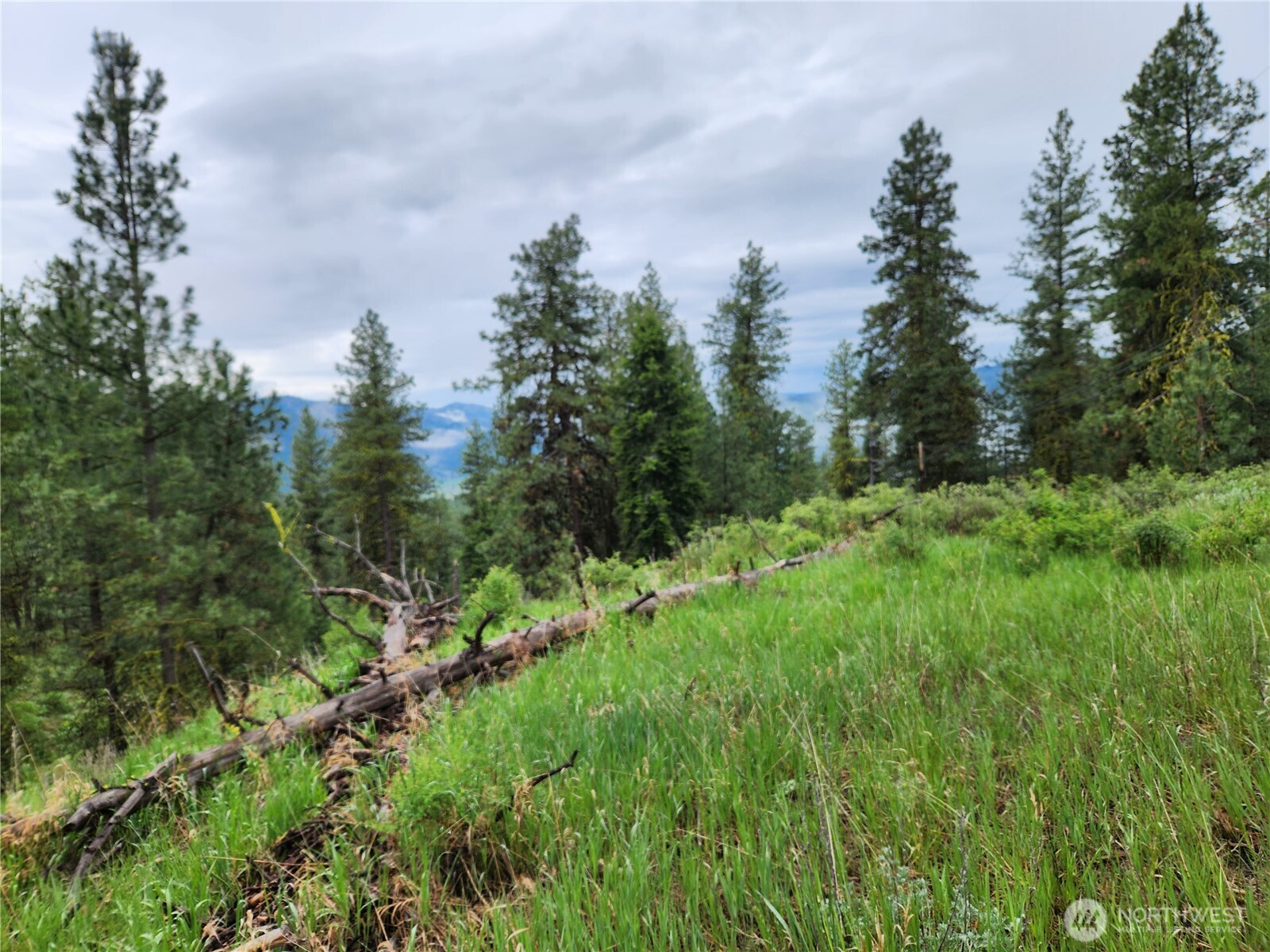 74-75 Gold Mt Road Republic, WA 99166 - Photo 12 of 25 a view of a lush green space