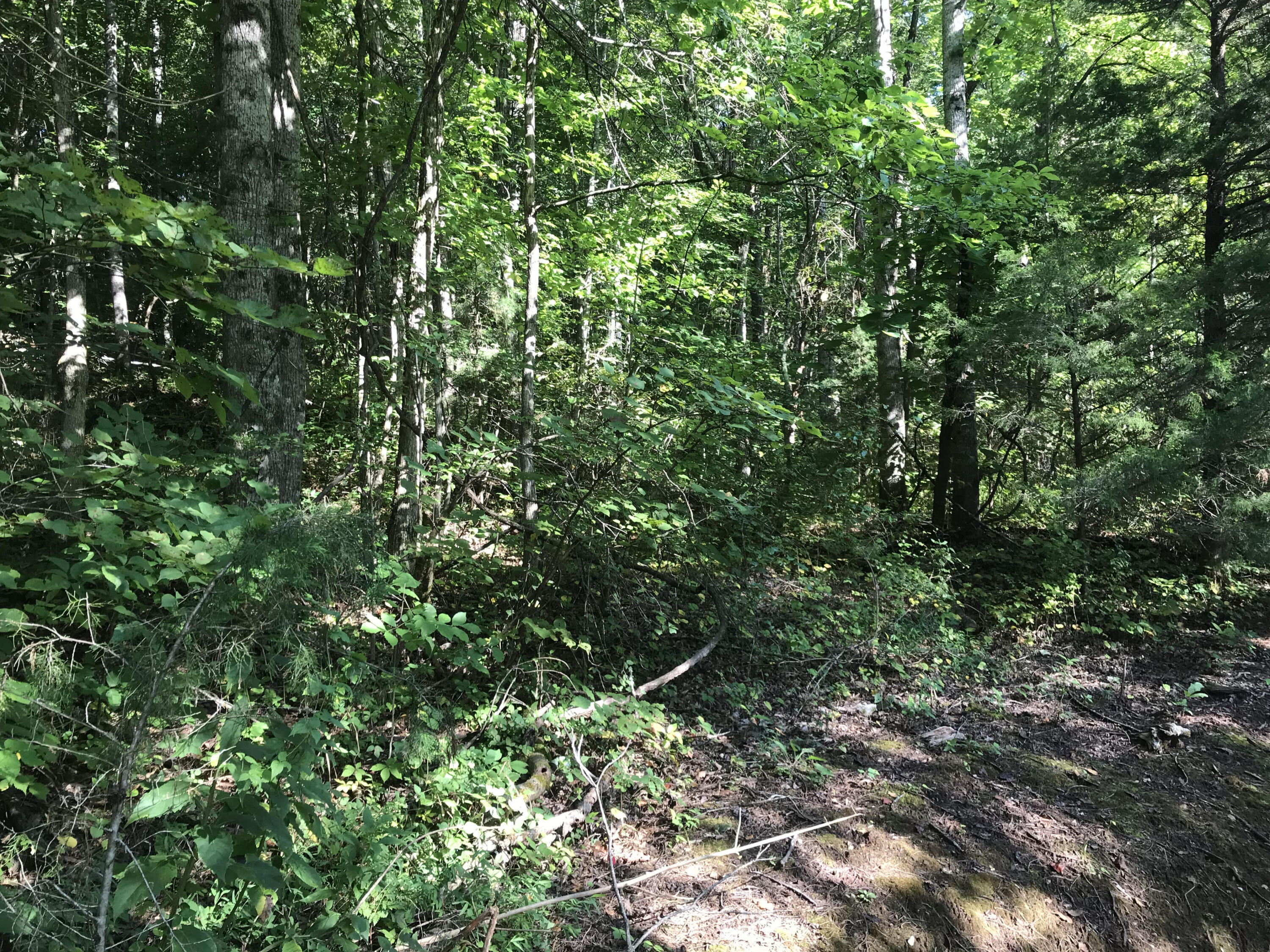 1 Mt Pleasant Road Vonore, TN 37885 - Photo 1 of 8 Mt. Pleasant Pic 1