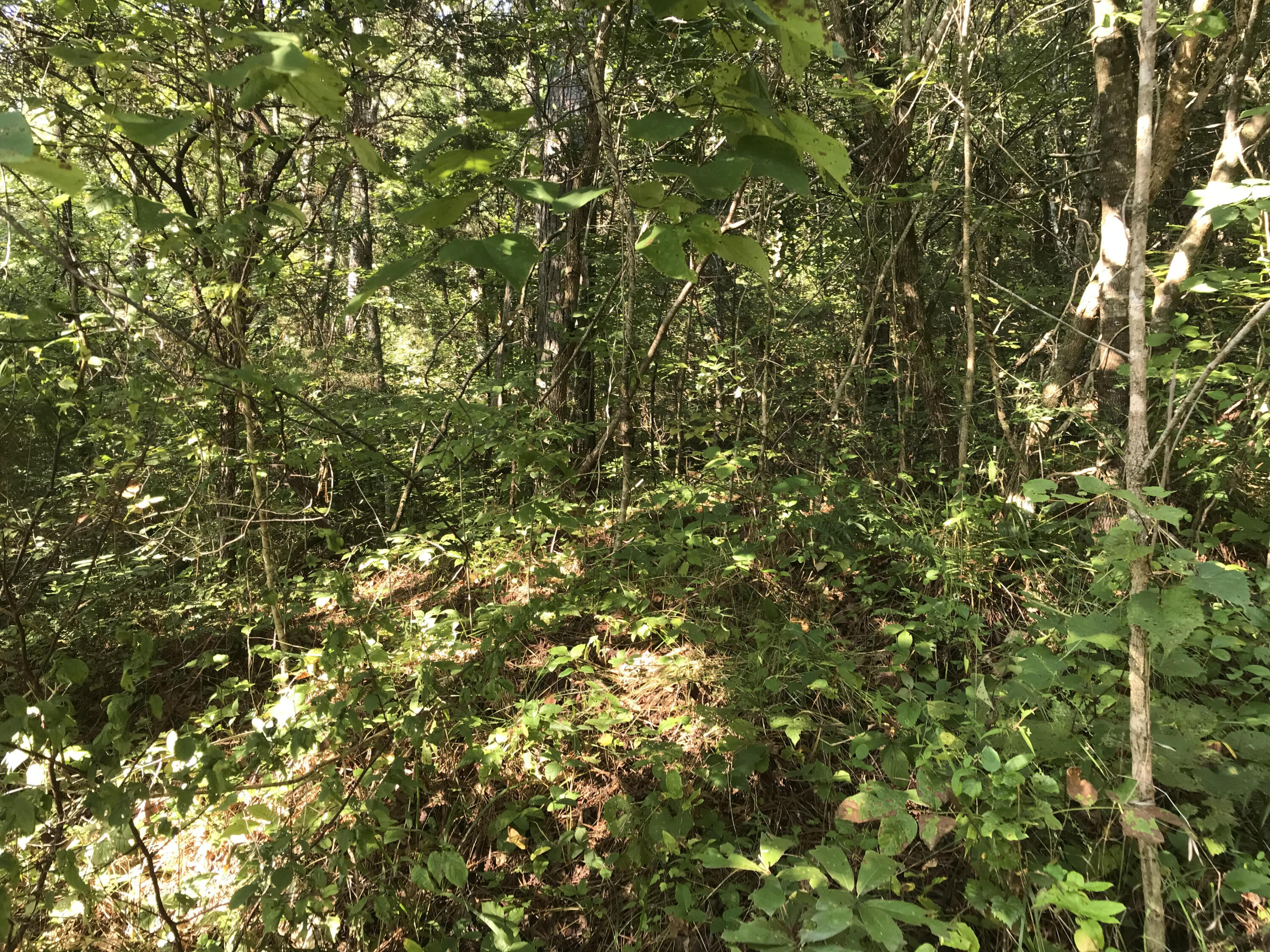 1 Mt Pleasant Road Vonore, TN 37885 - Photo 5 of 8 Mt. Pleasant Pic 6