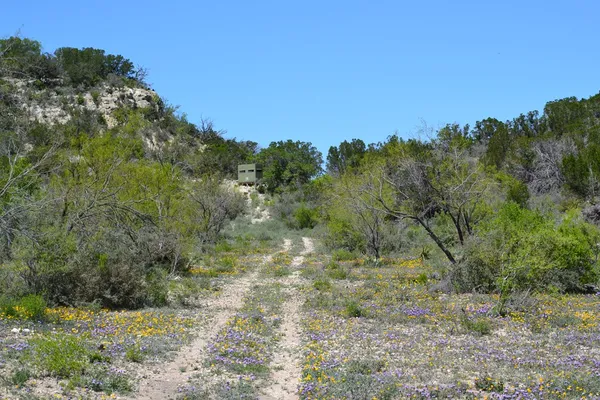 a view of a forest with a mountain in the background