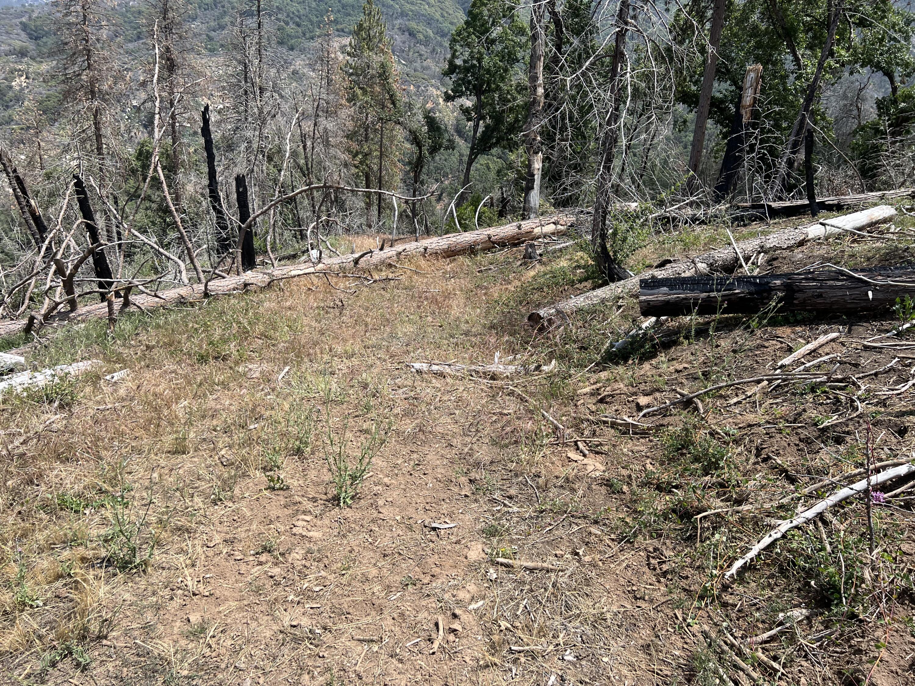 0 Balch Park Road Springville, CA 93265 - Photo 14 of 27 a view of a forest with trees