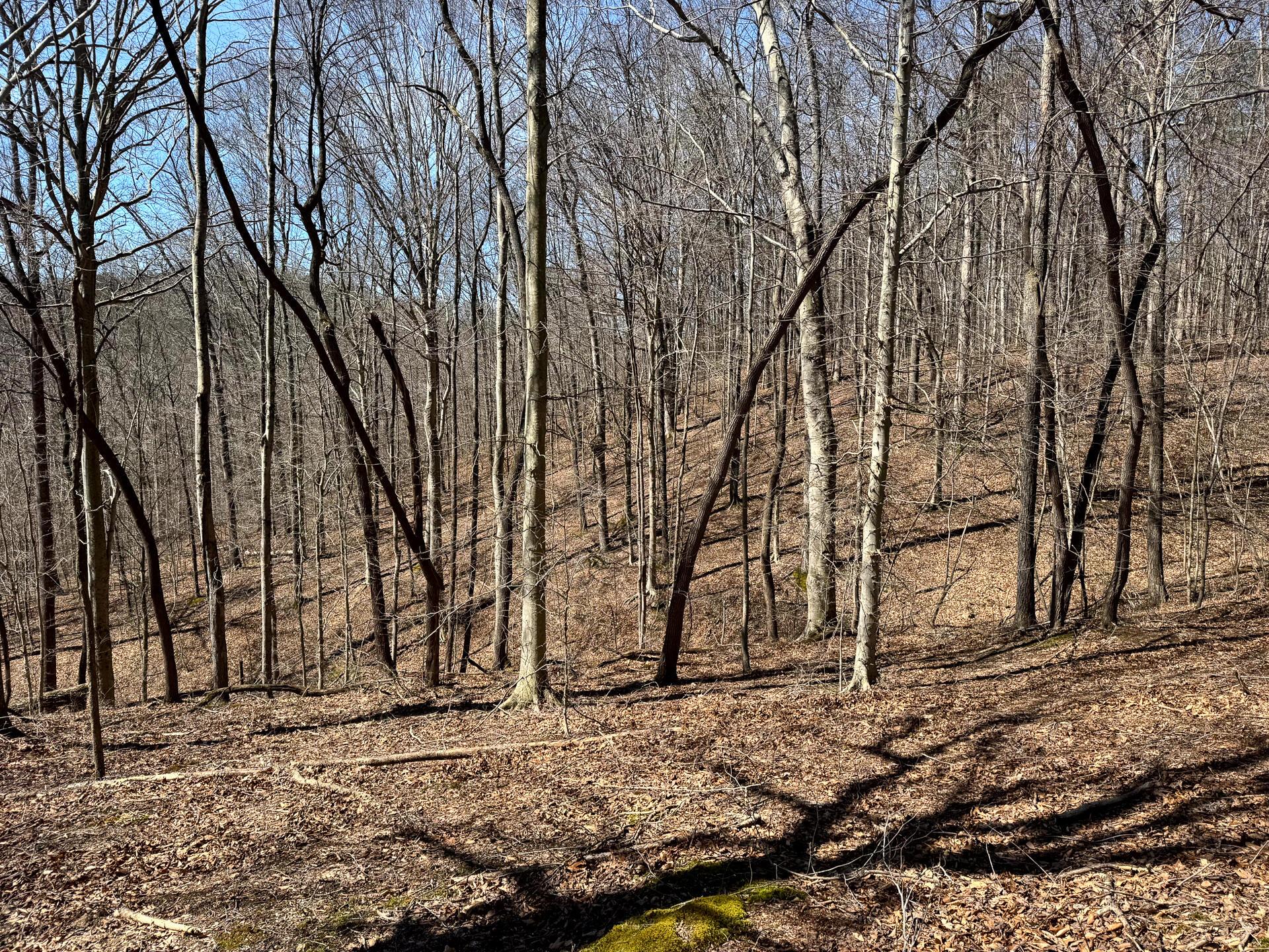 0 Remely Road, Unit MILLSTONE CAVES TRACT 1) Cutler, OH 45724 - Photo 34 of 41 CT-36