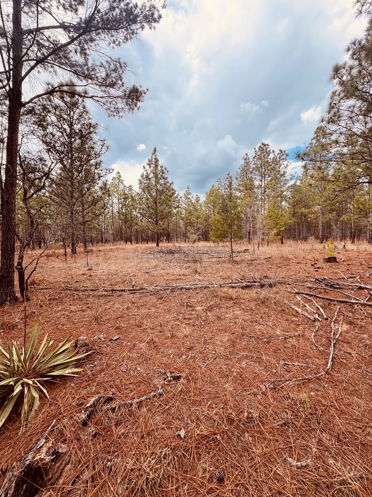 0 Simmons Road Mauk, GA 31058 - Photo 4 of 11 a view of dirt road and covered with fog