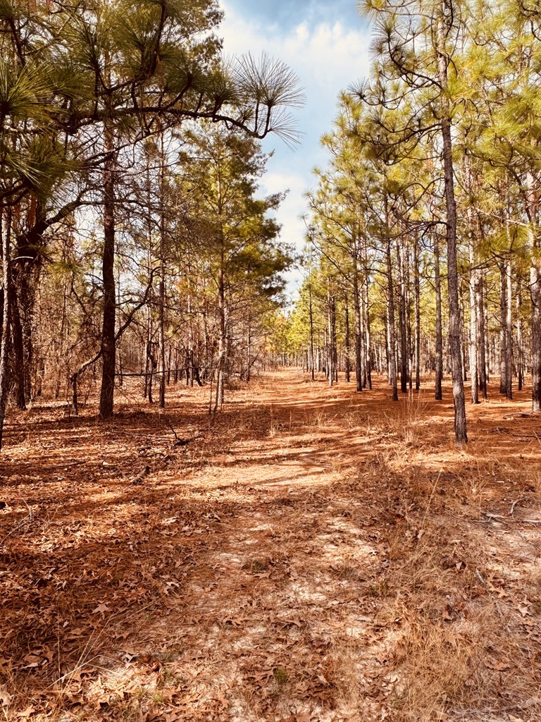0 Simmons Road Mauk, GA 31058 - Photo 5 of 11 a view of road with yard