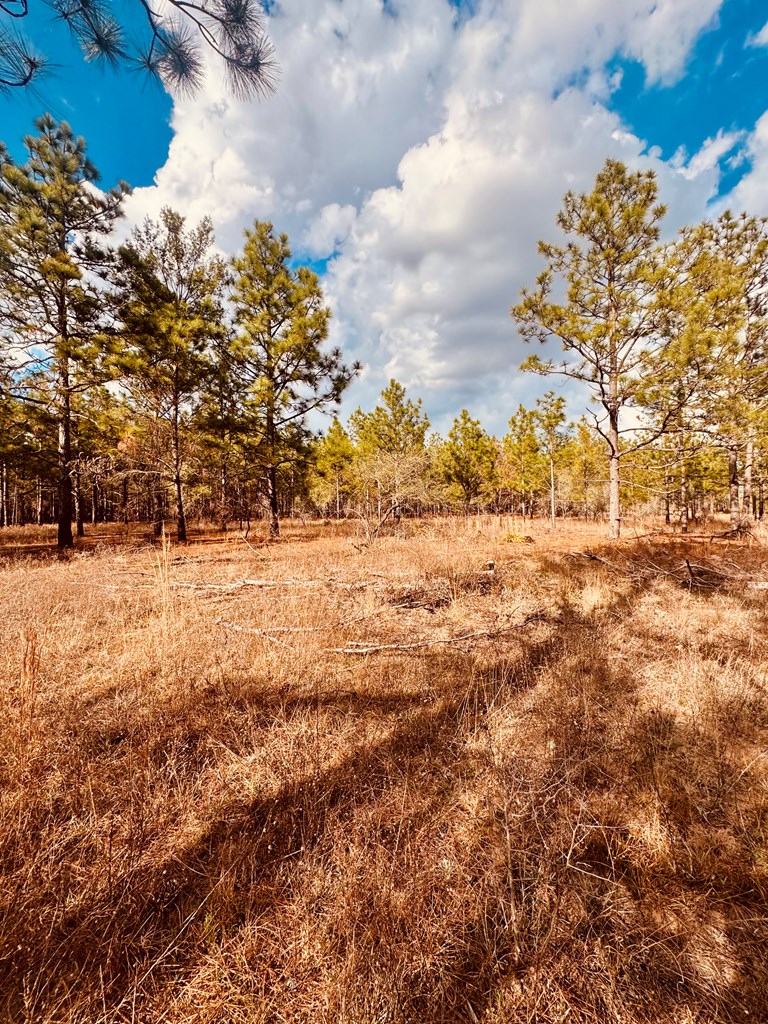 0 Simmons Road Mauk, GA 31058 - Photo 6 of 11 a view of yard